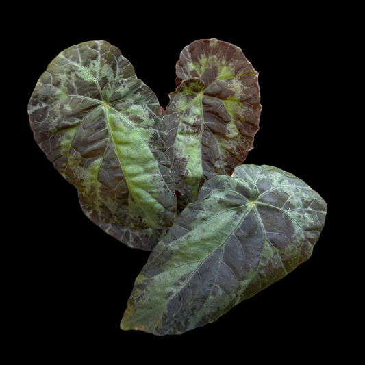 Begonia Burkillii