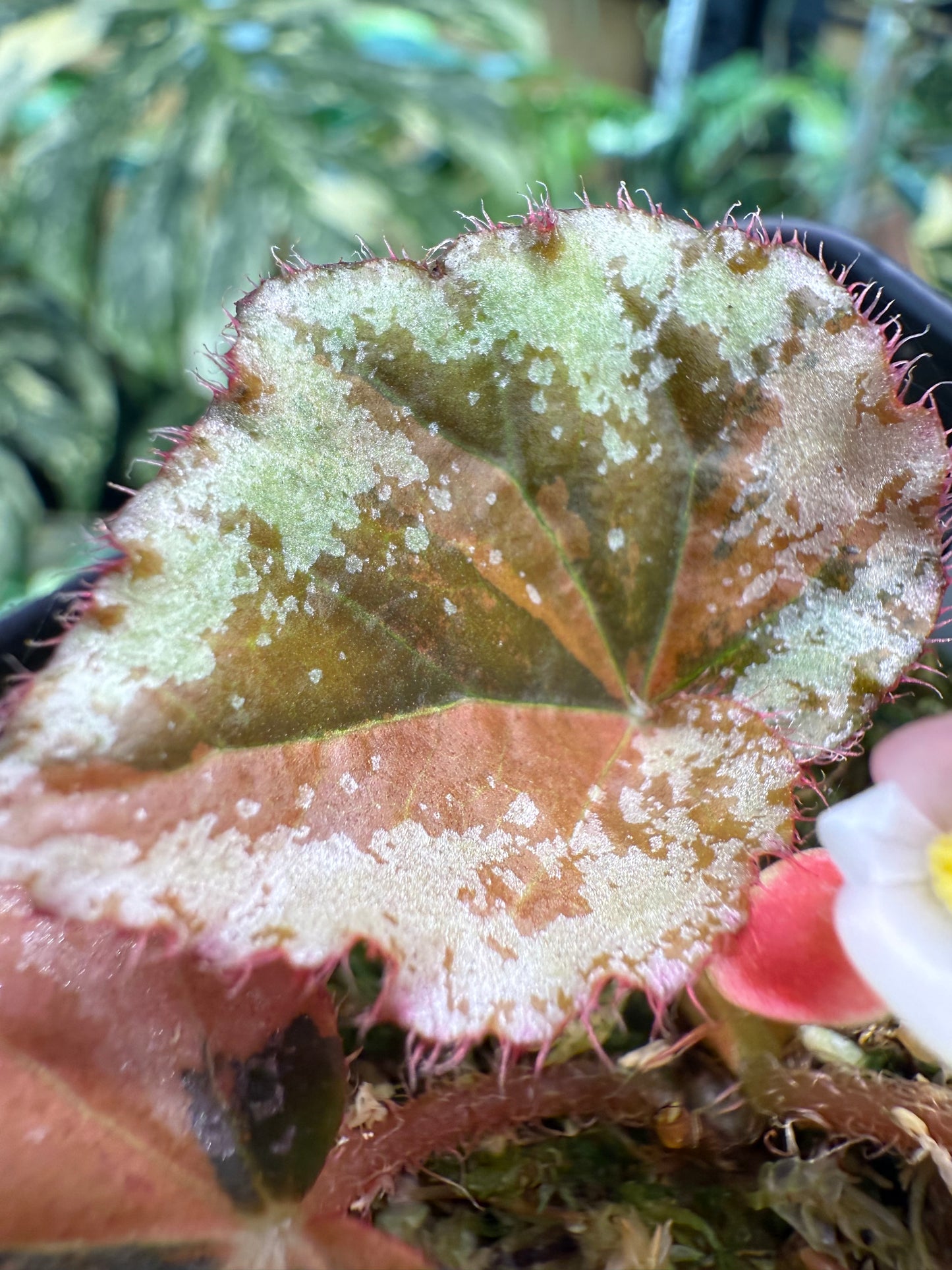 Begonia nigritarum variegata