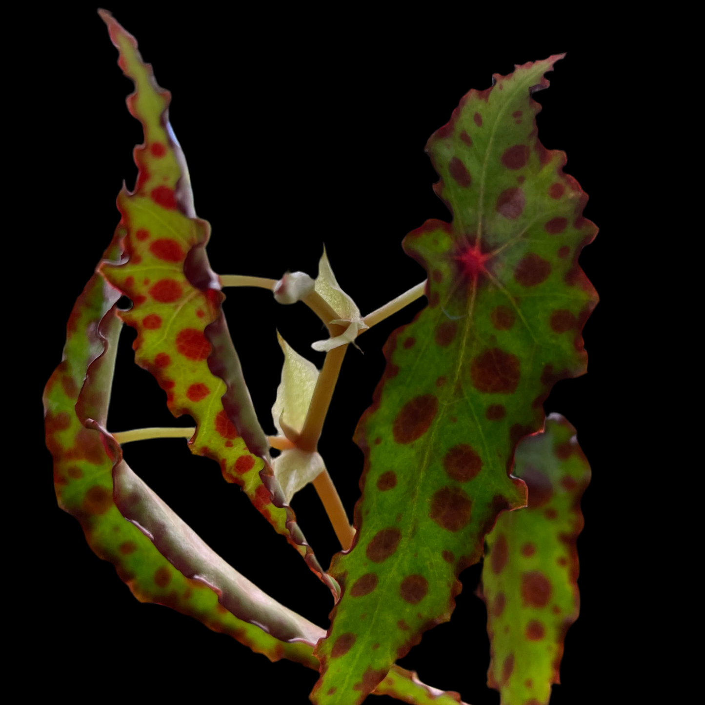 Begonia Amphioxis