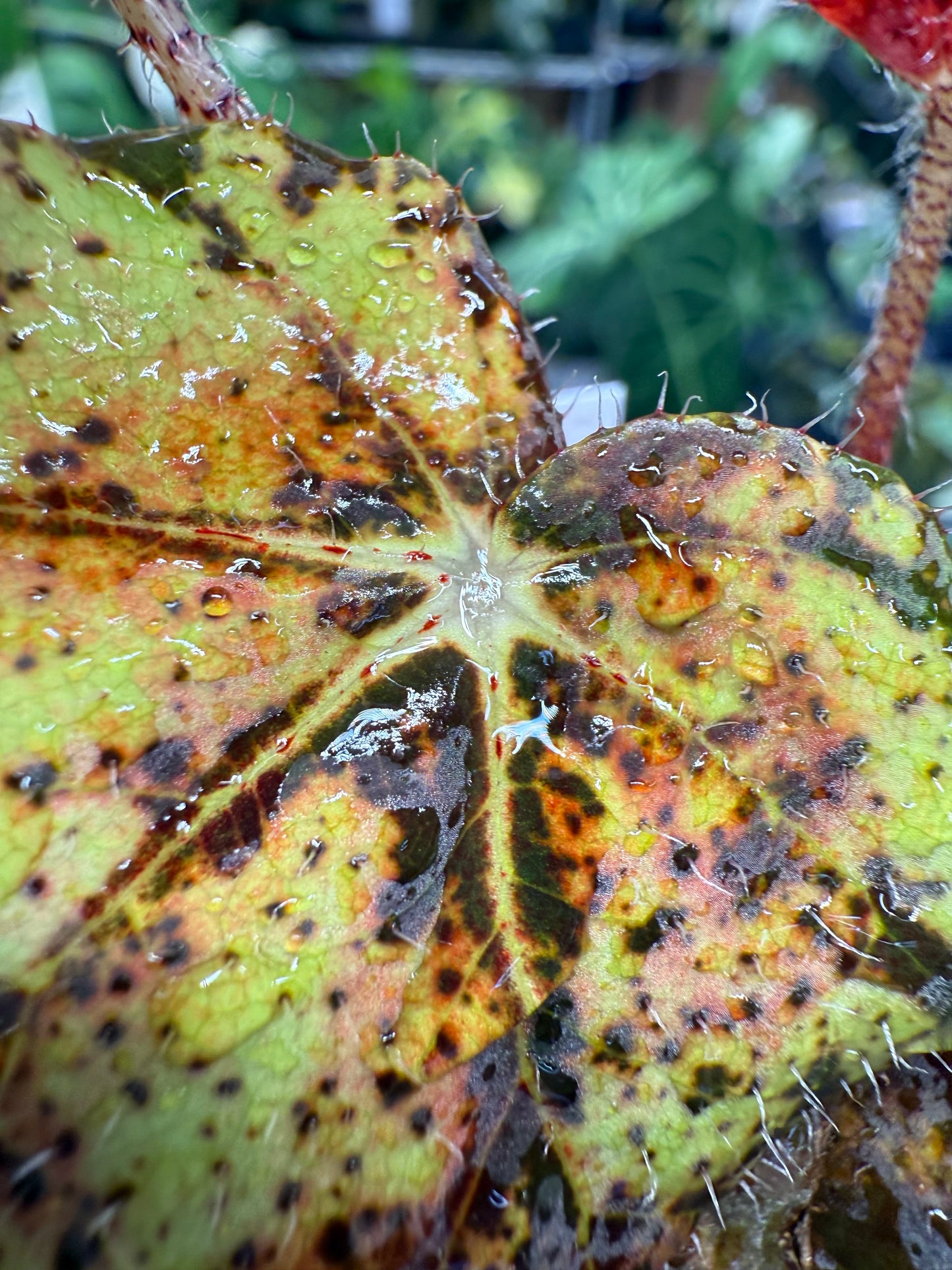 Begonia Fall Fashion