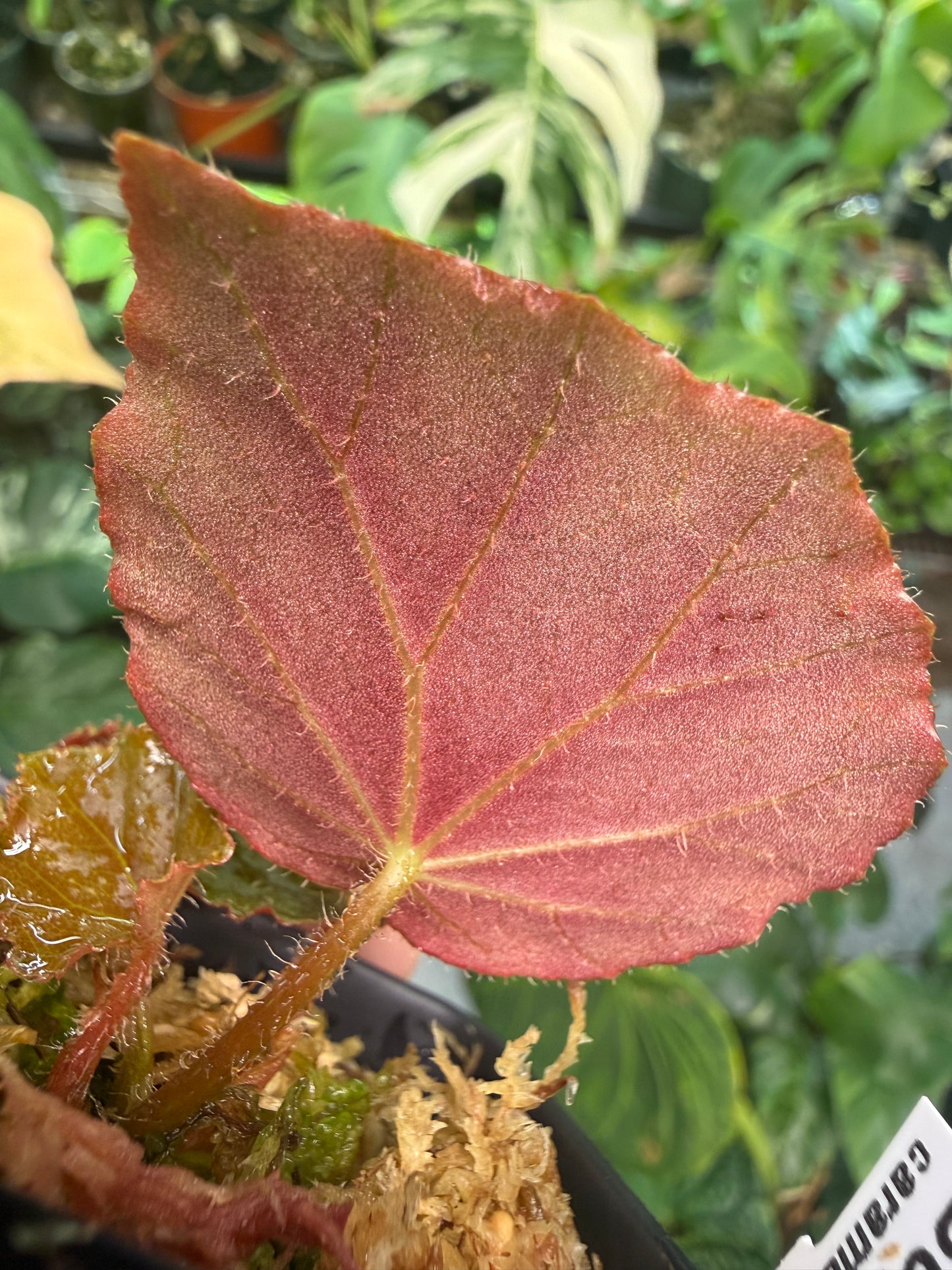 Begonia caramoanensis
