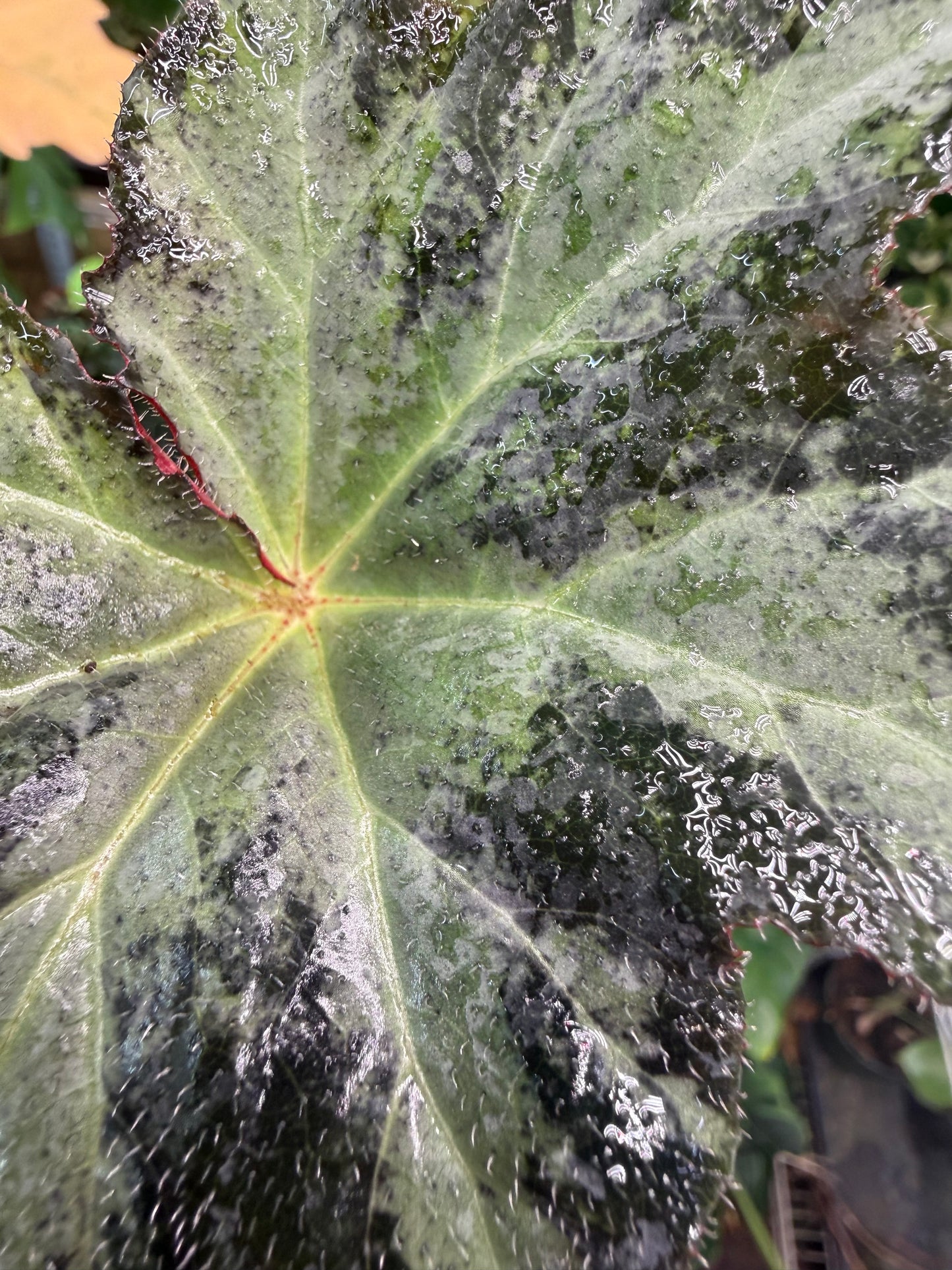 Begonia Gunmetal