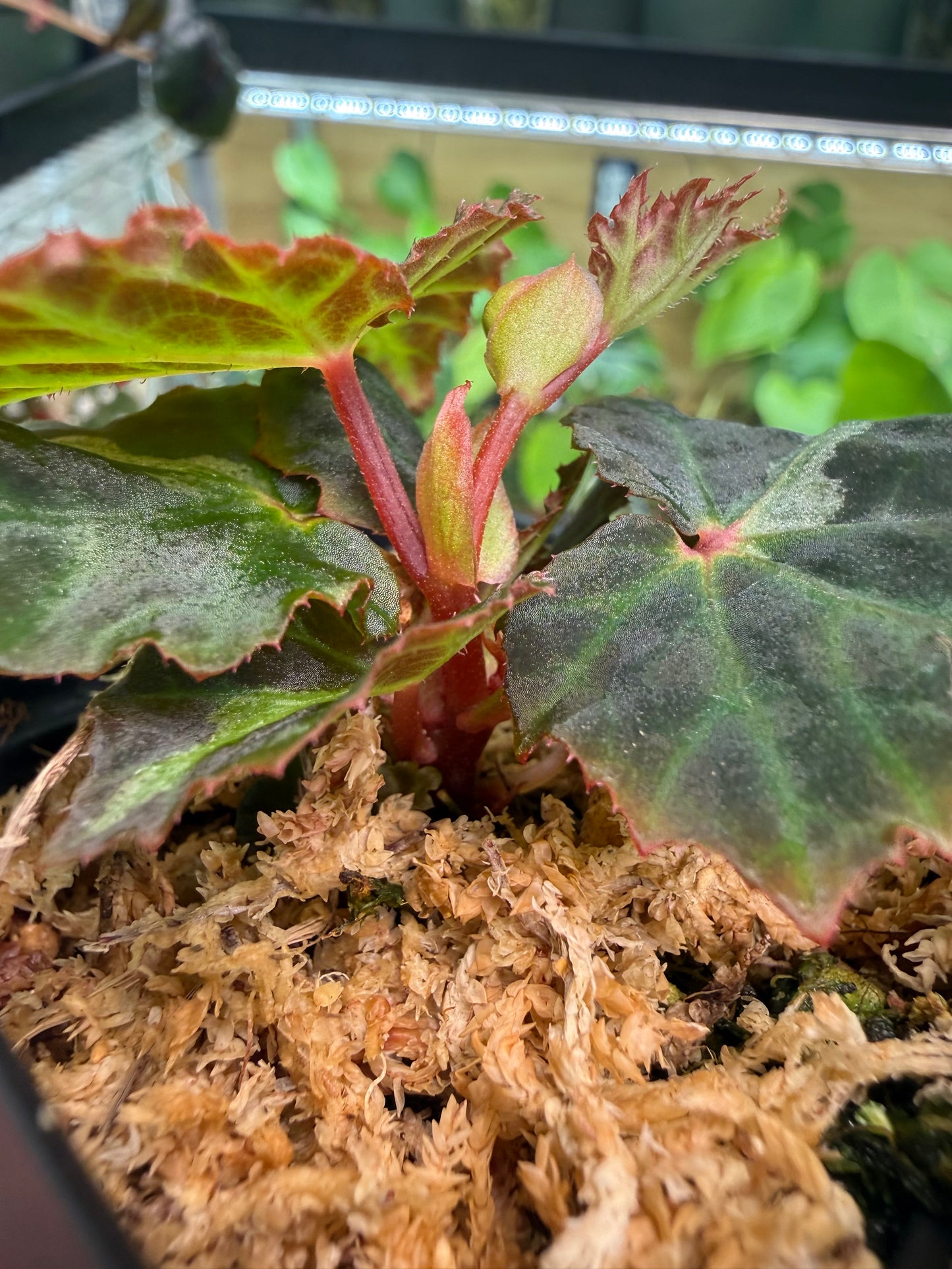 Begonia bolsteri