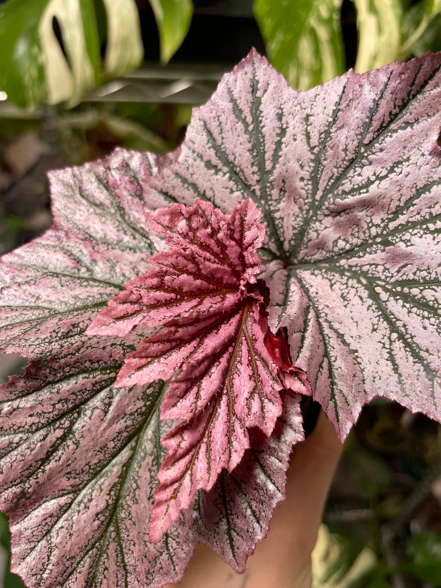 Begonia Pink Minx