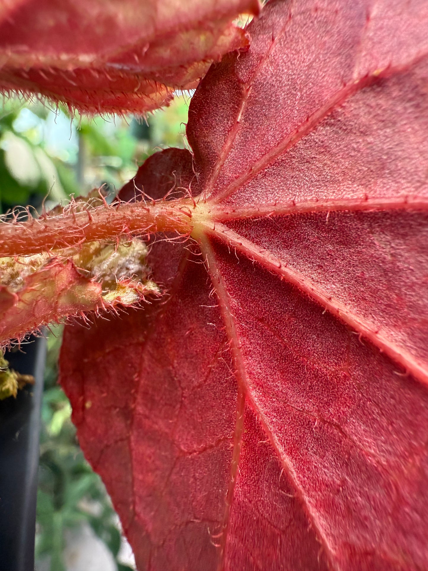 Begonia nigritarum