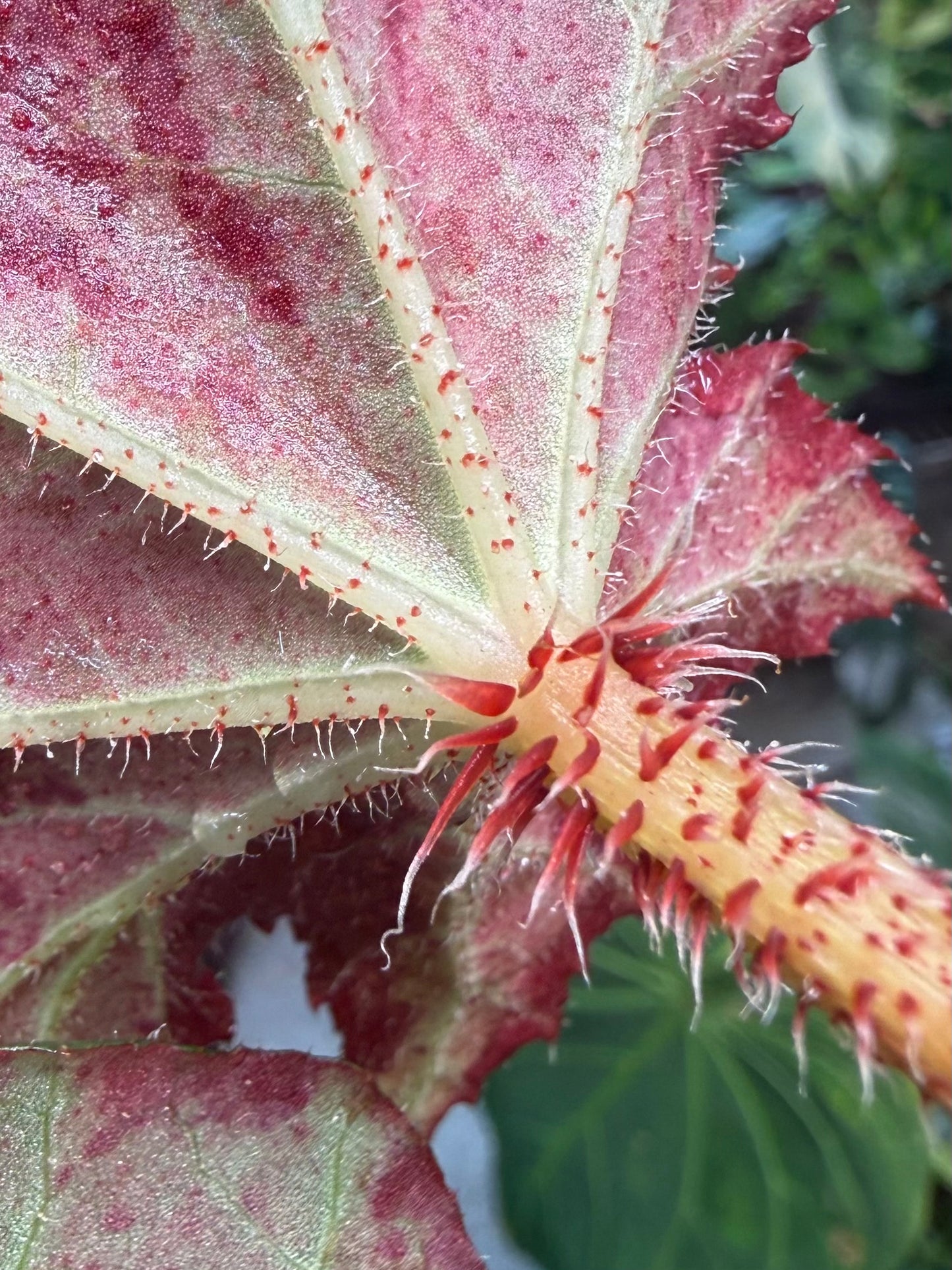 Begonia Gunmetal