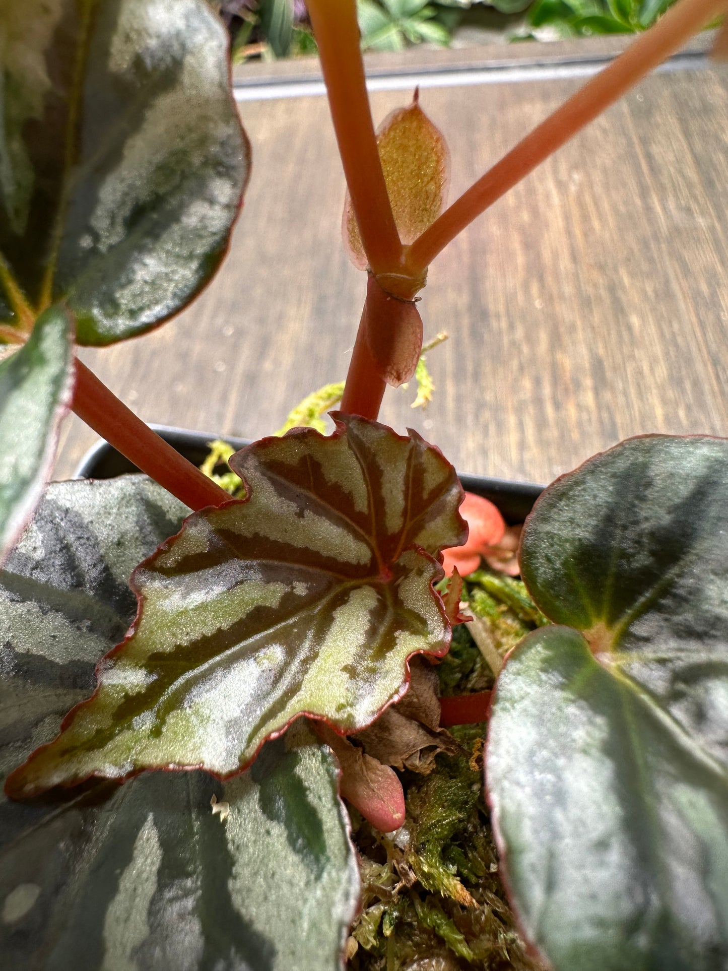 Begonia Irian Jaya