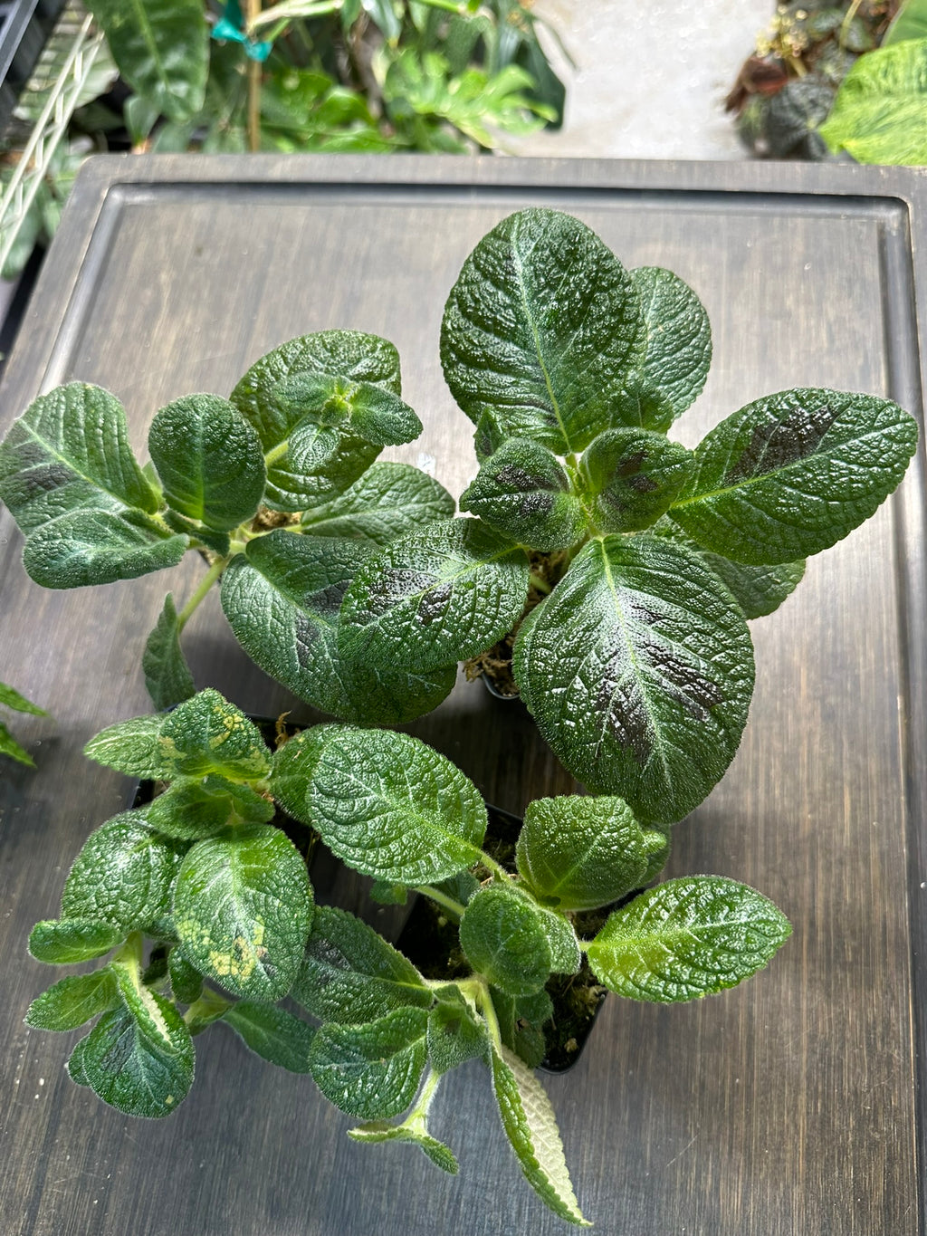 Episcia 'Slinky Pink'