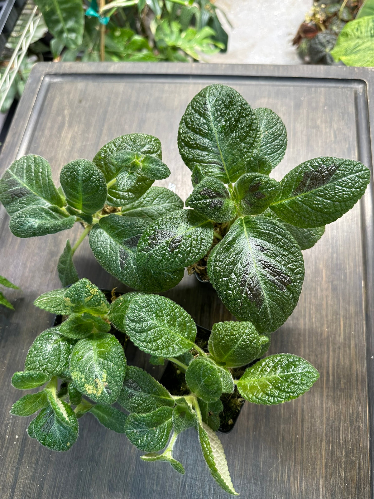 Episcia 'Slinky Pink'