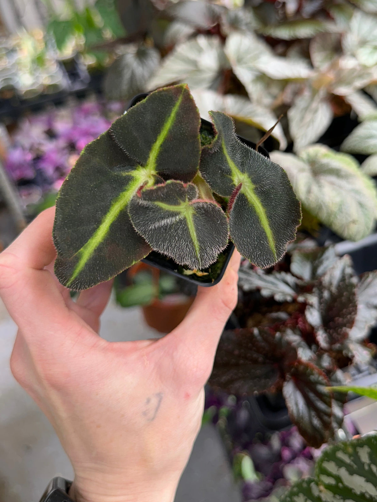 Begonia Listada