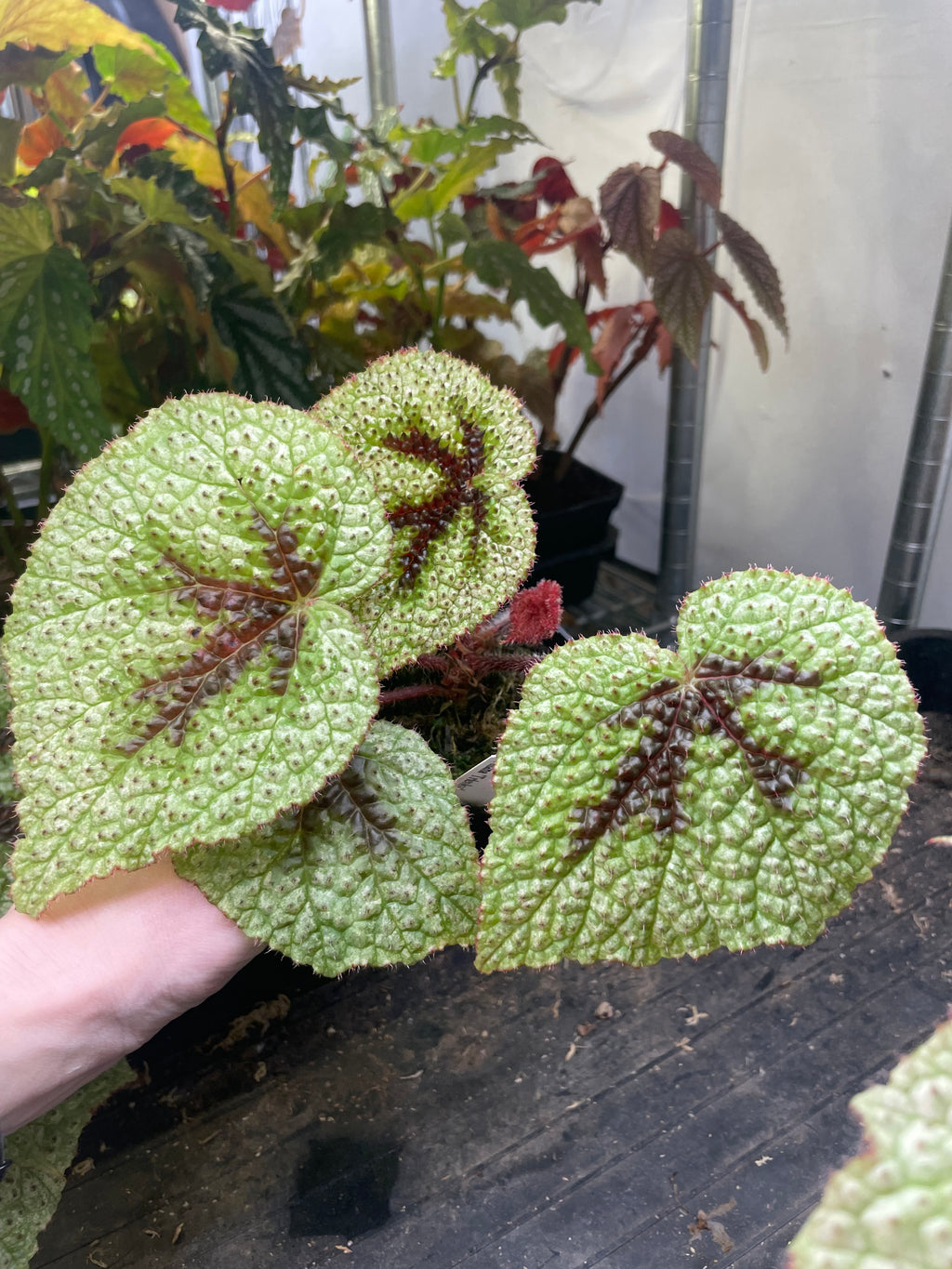 Begonia Masoniana Tricolor