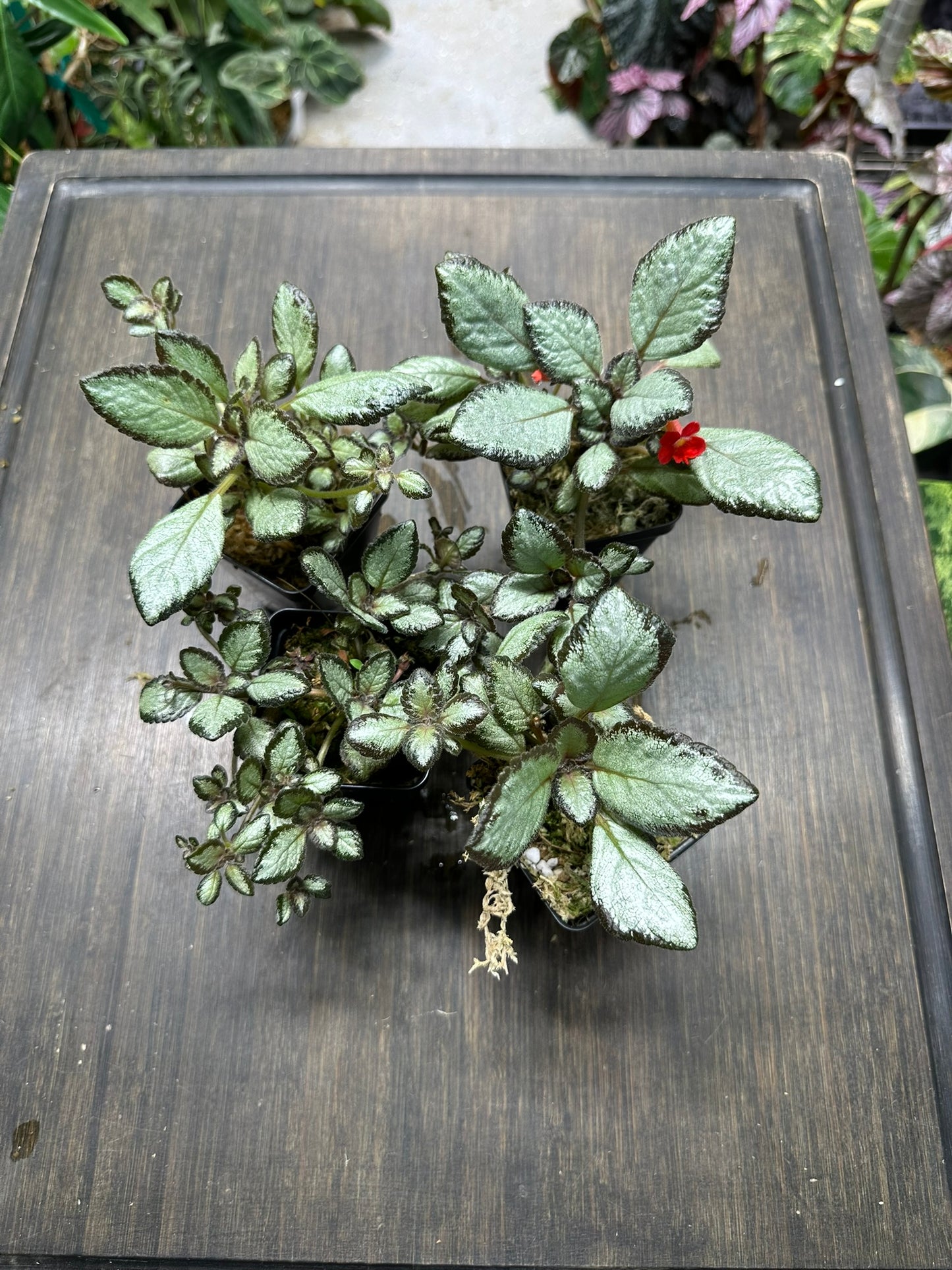 Episcia 'Silver Skies' Houseplant