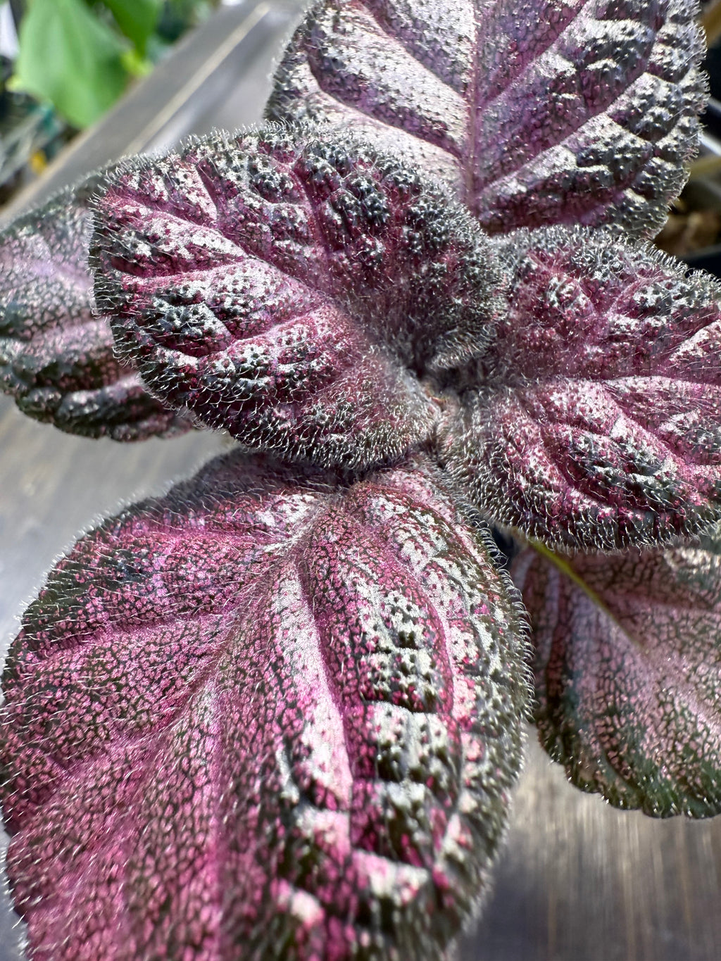 Episcia ‘Pink Acajou’