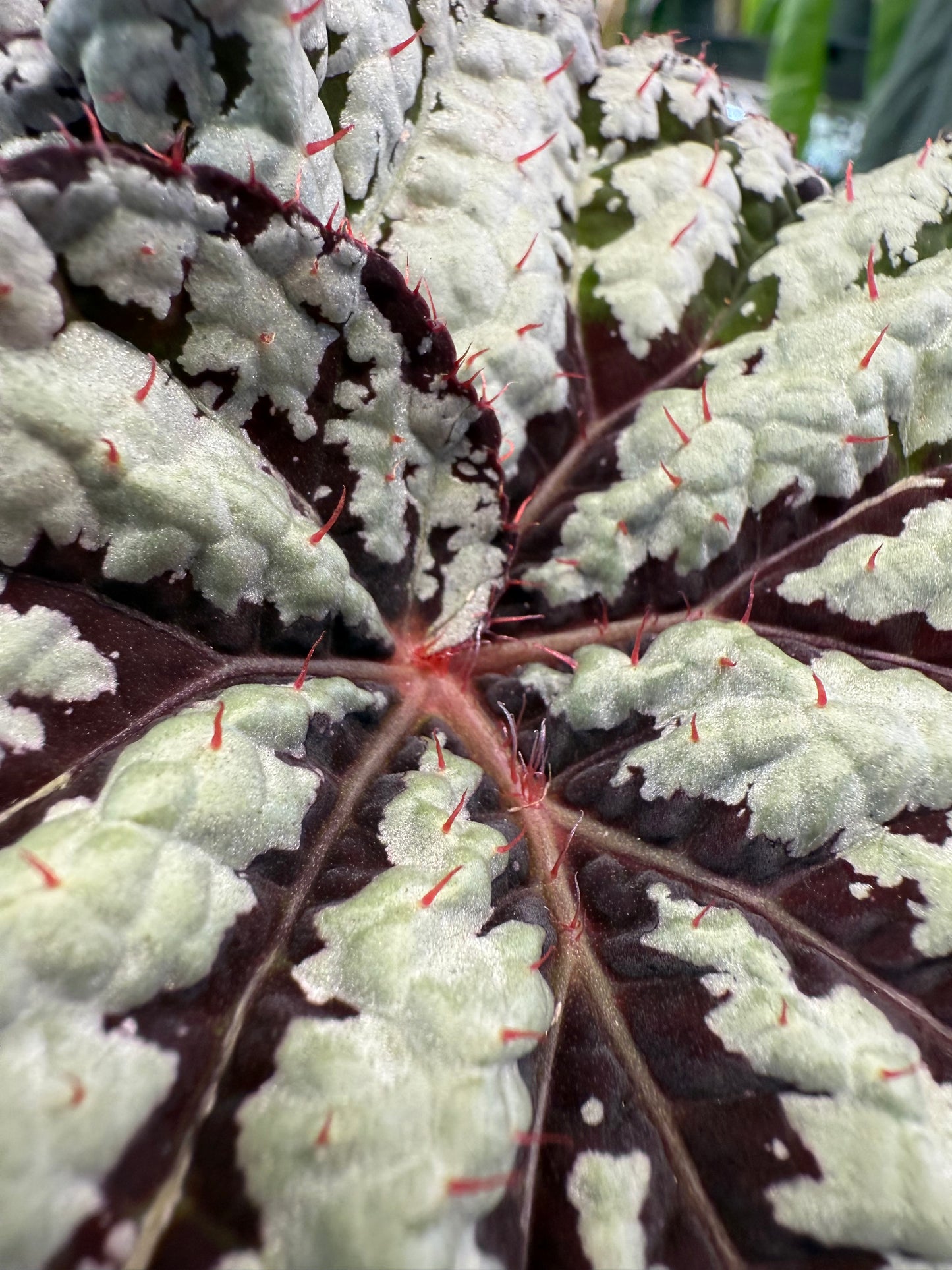 Begonia Fedor