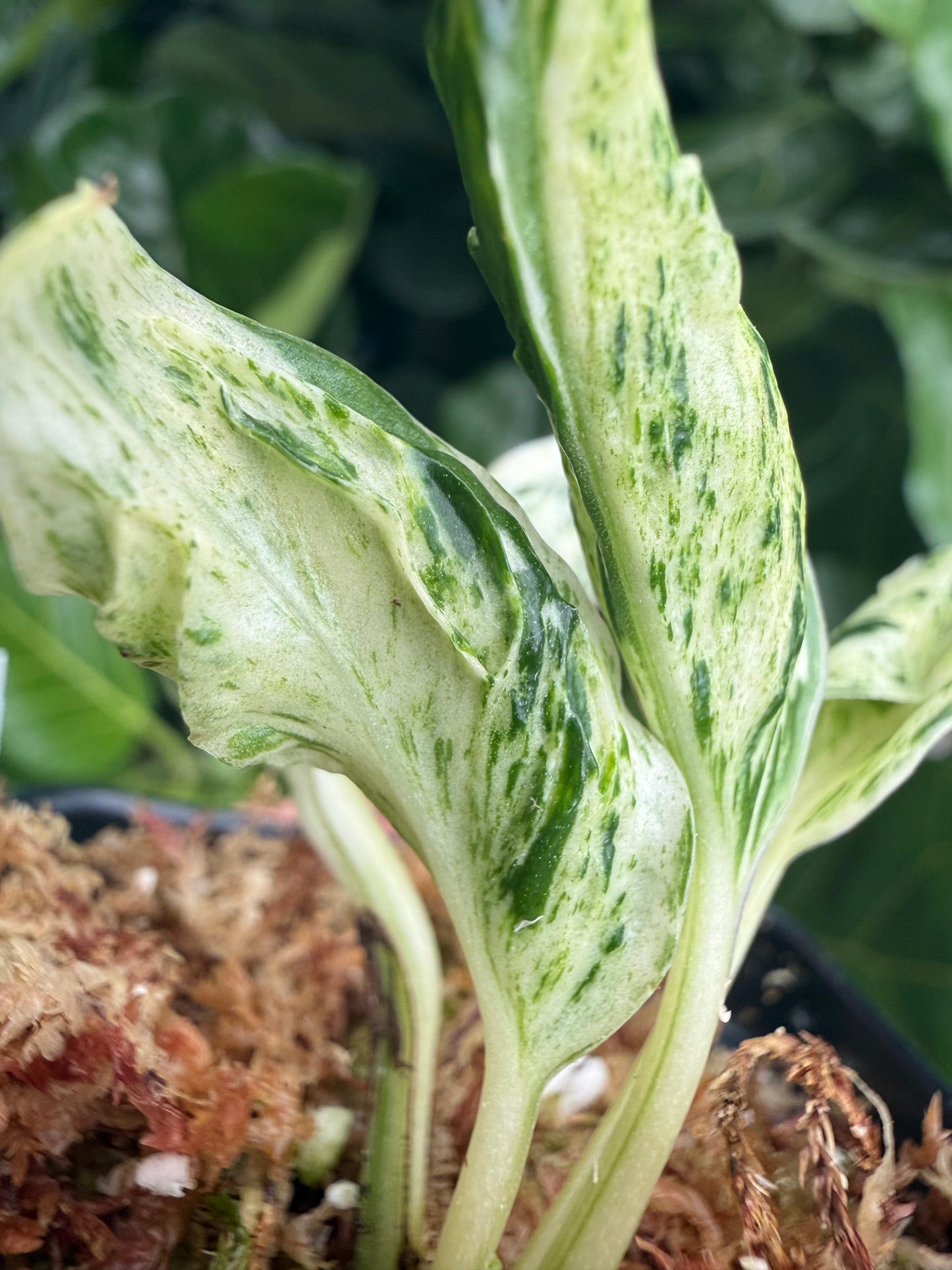 Epipremnum aureum Teruno 'Love Song' #18