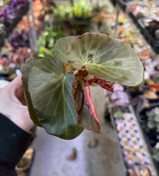 Begonia Panasoffkee