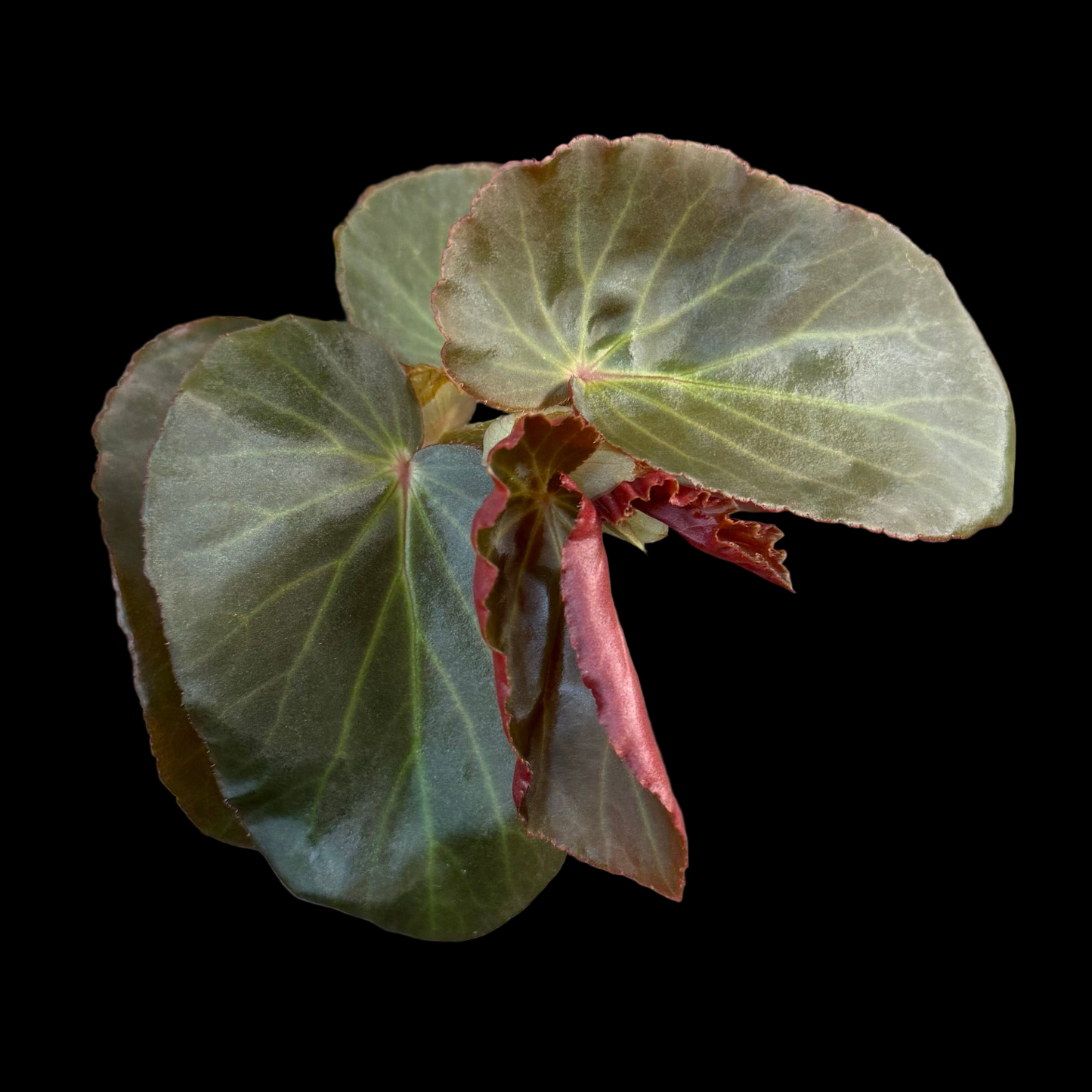 Begonia Panasoffkee begonia plant in pot
