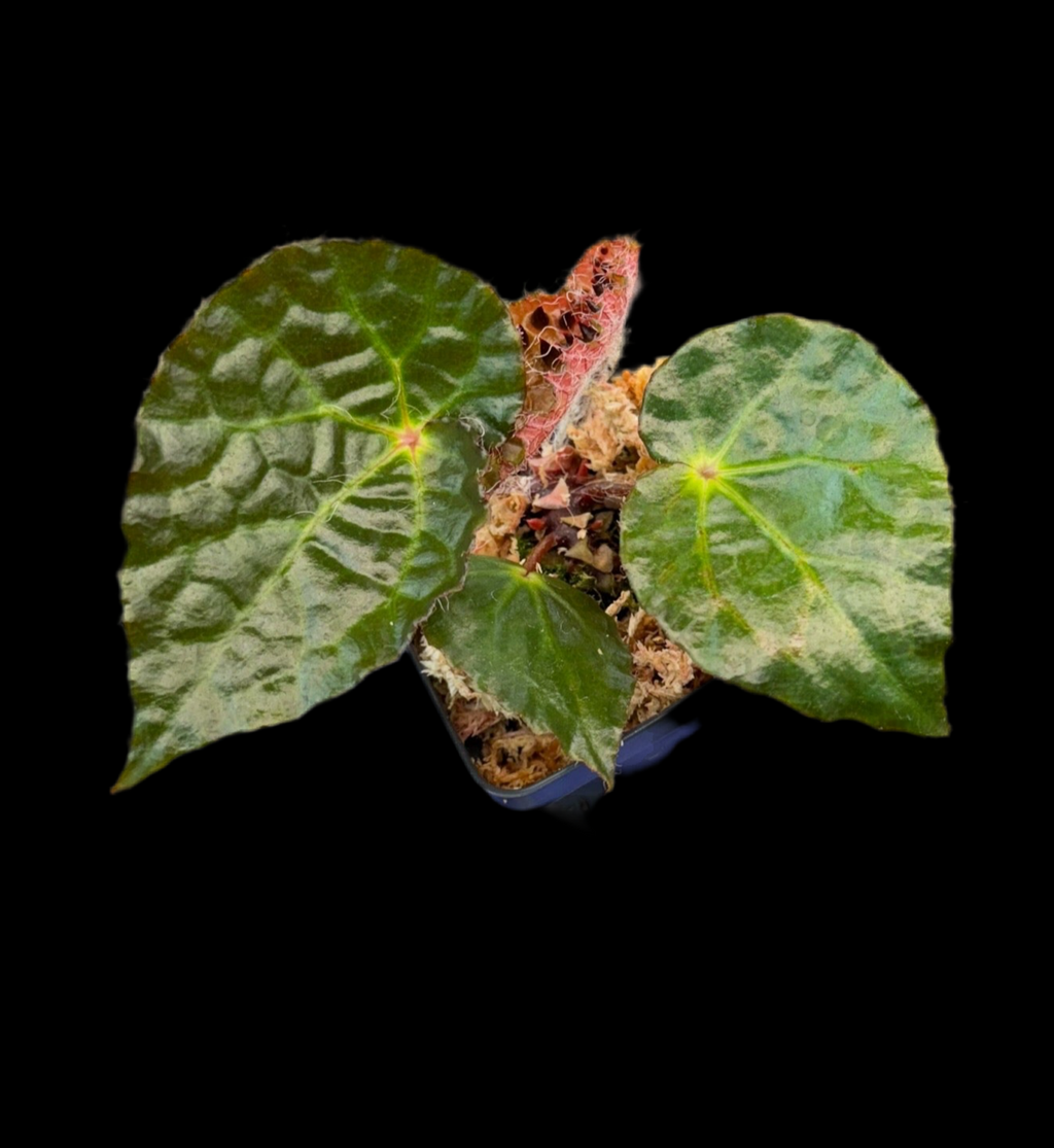 Begonia Ferox