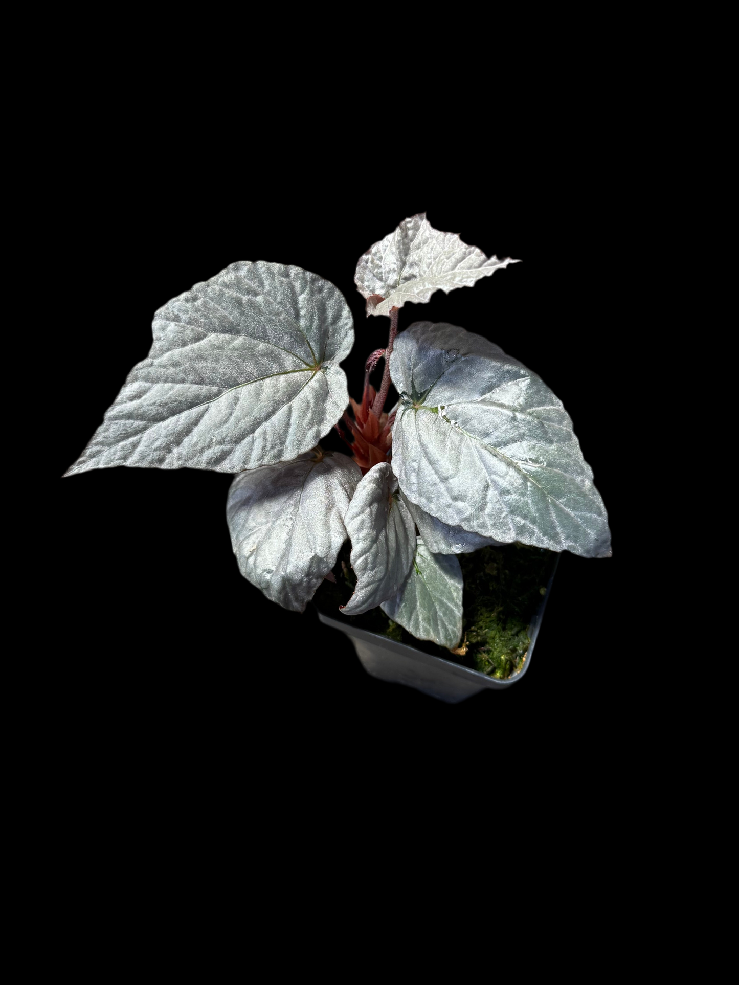 Begonia Silver Limbo
