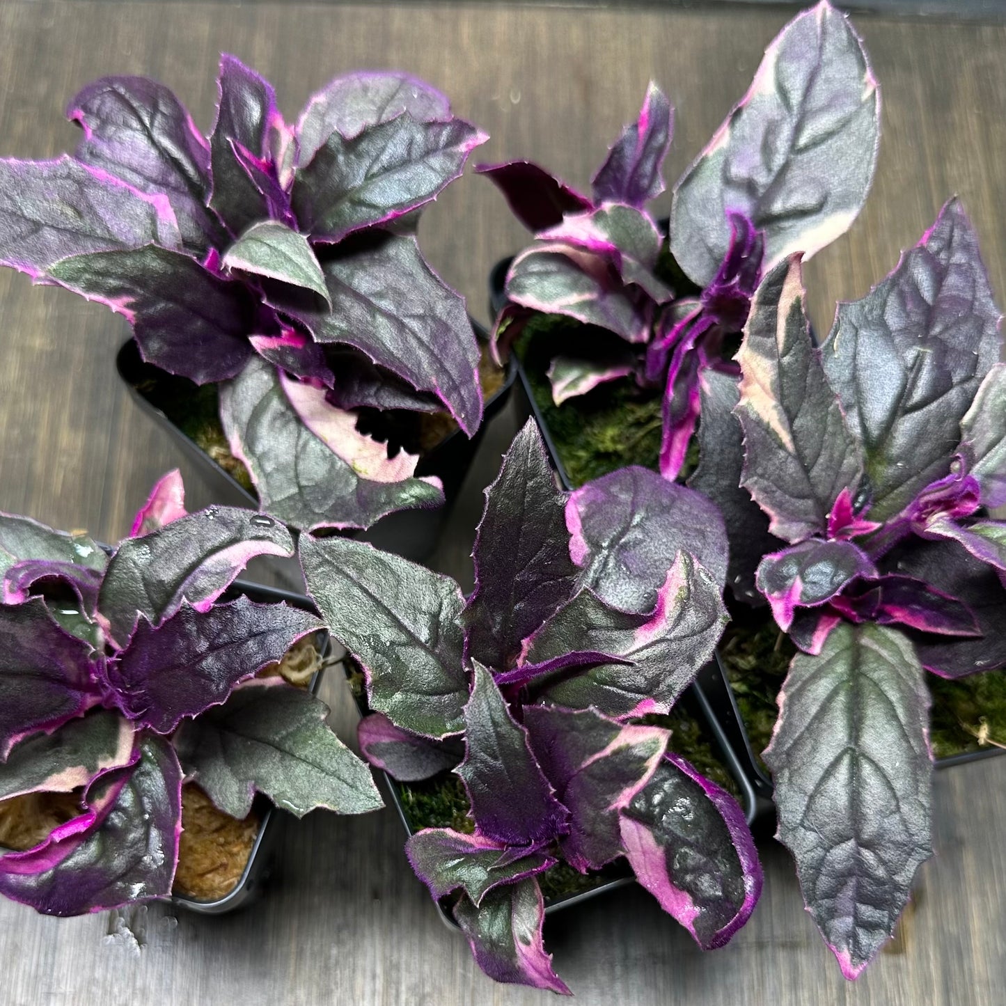 Variegated Purple Passion Plant | Gynura Aurantiaca