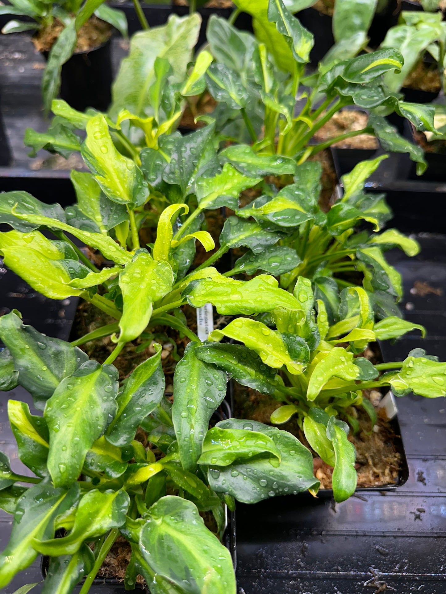 Philodendron xanadu variegata