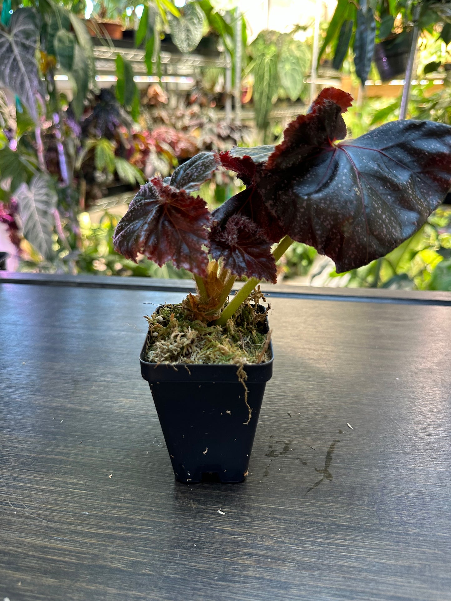 Begonia Jelly Roll Morton