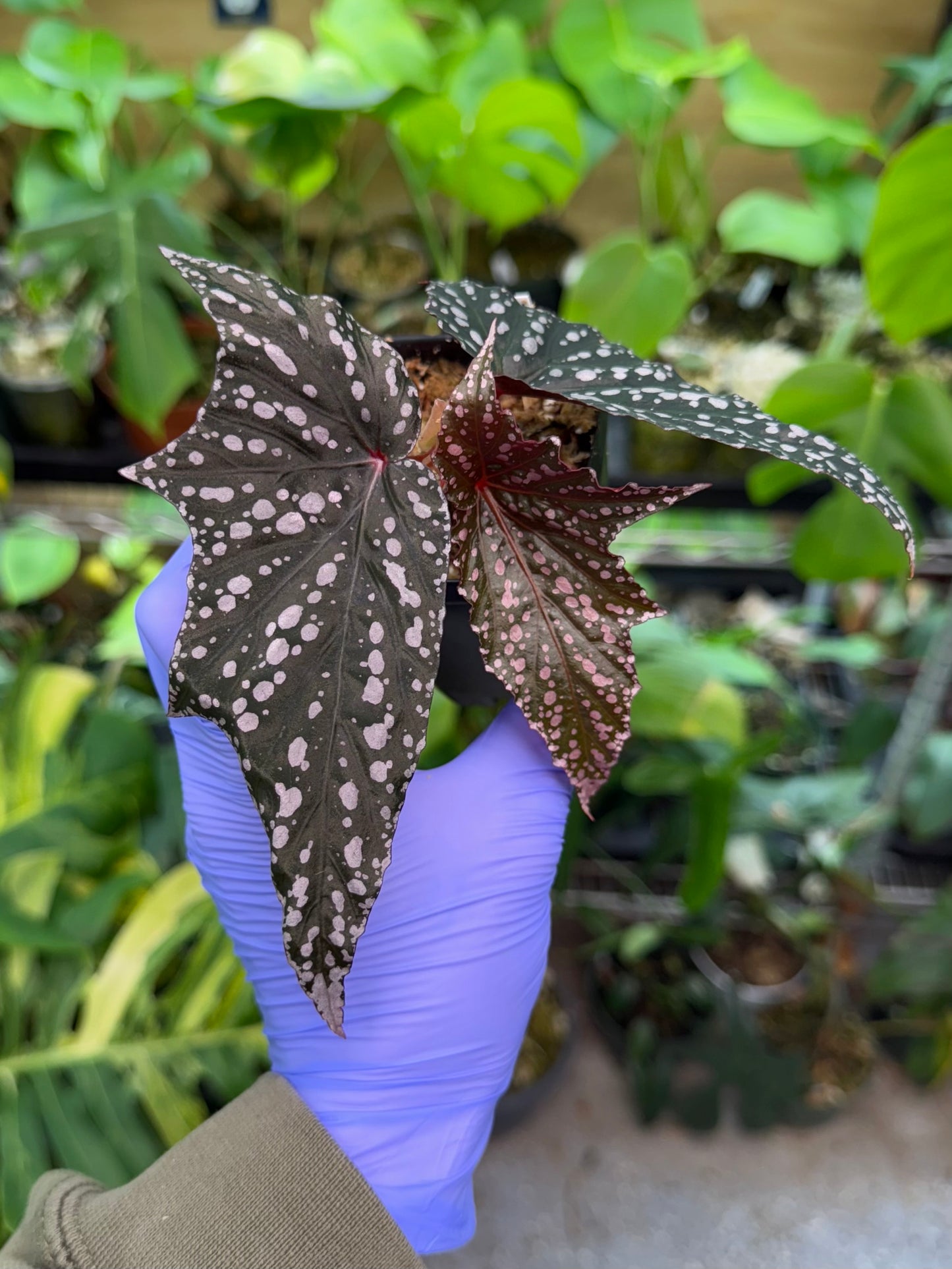 Begonia Bat Wings