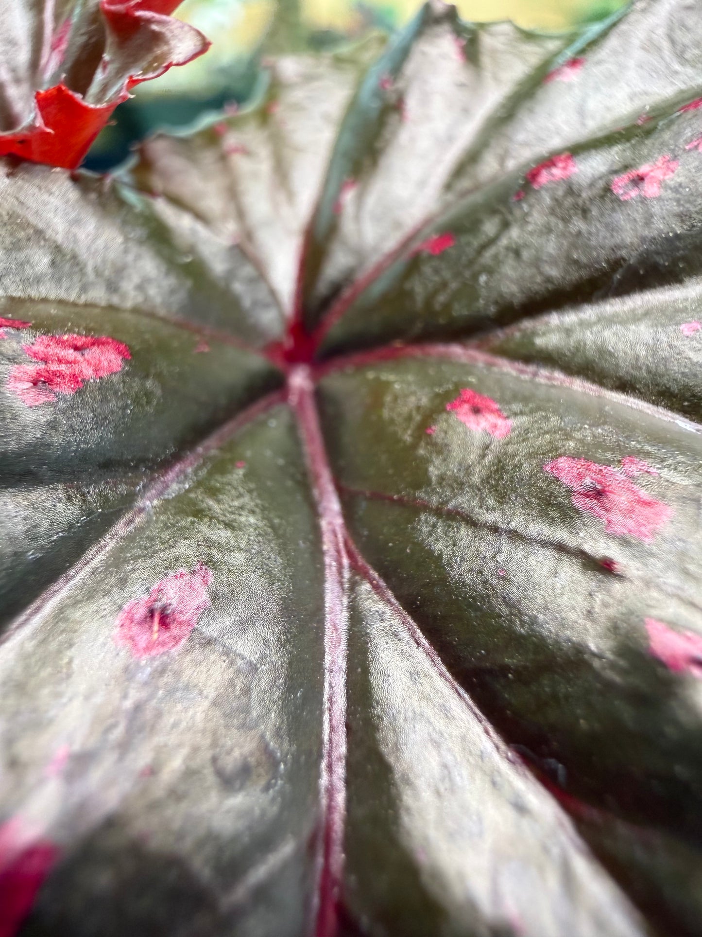 Begonia Serratipetala