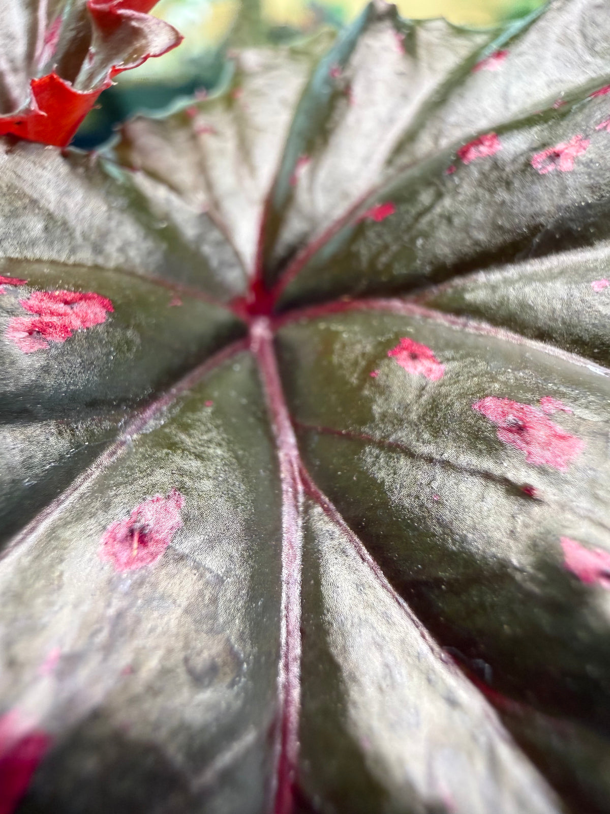 Begonia Serratipetala
