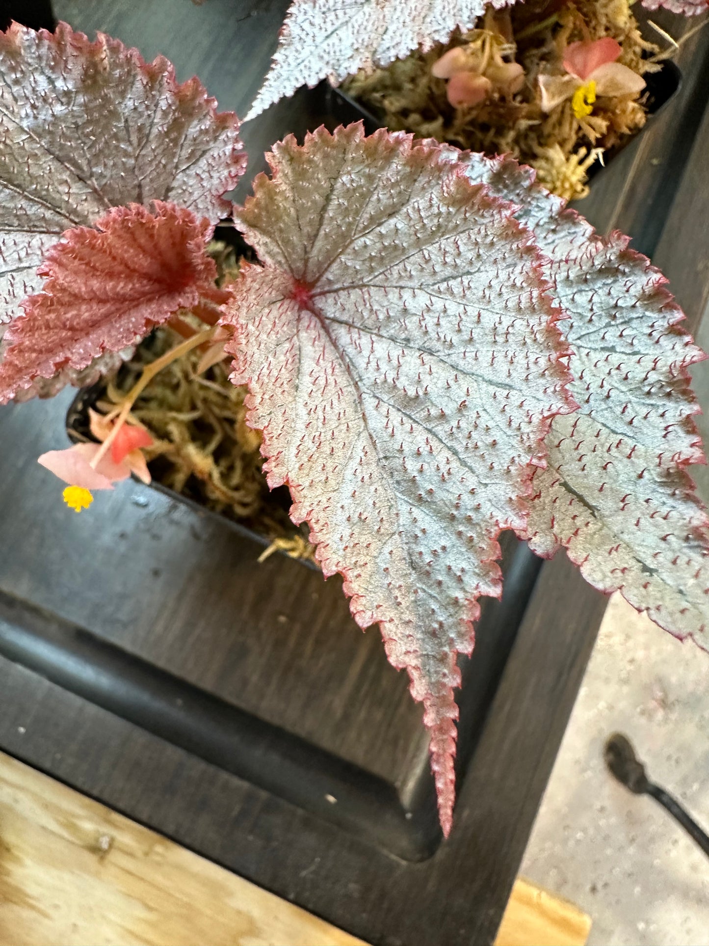 Begonia U549