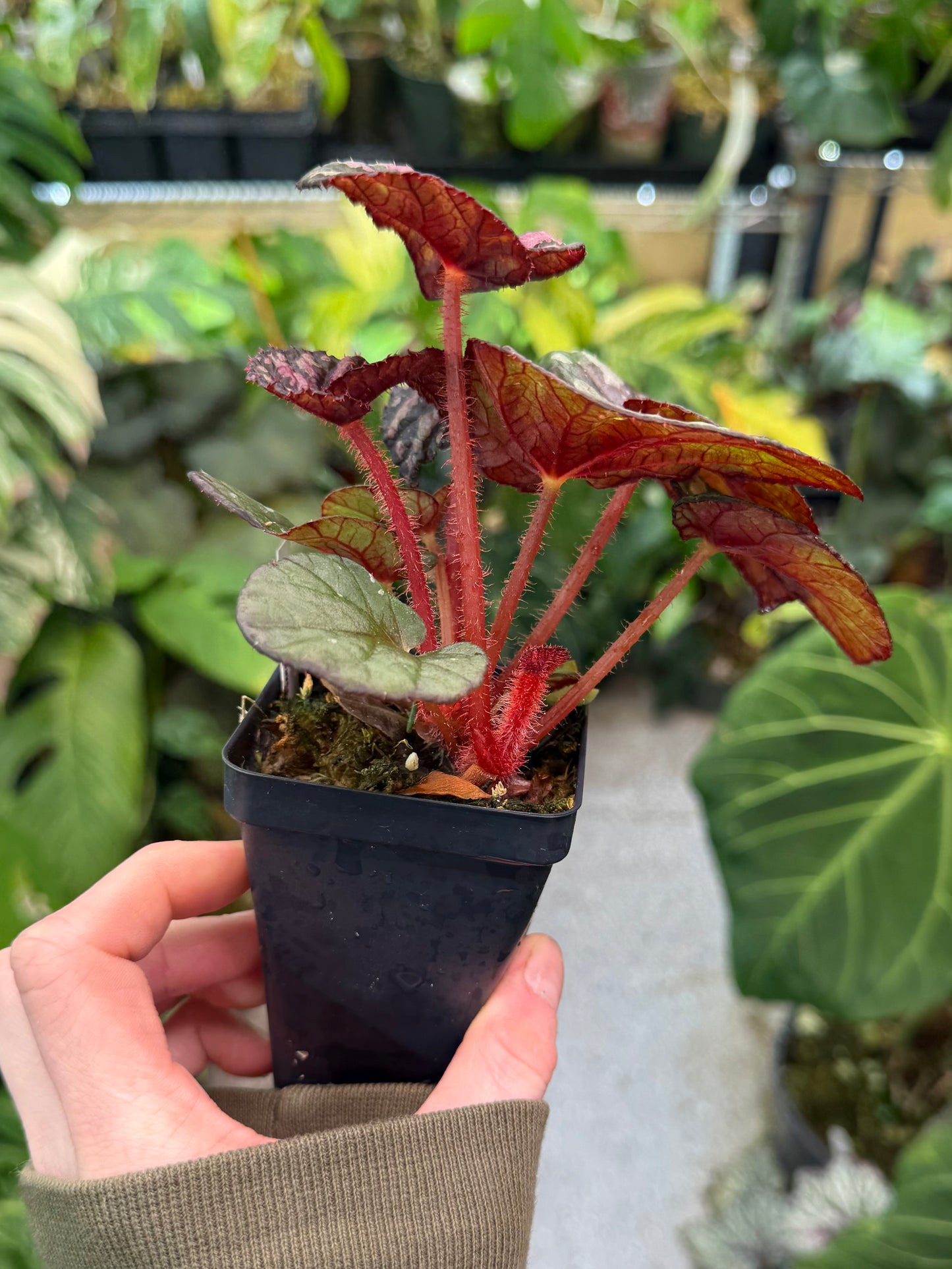 Begonia Steve's Leaves Bumble Bee