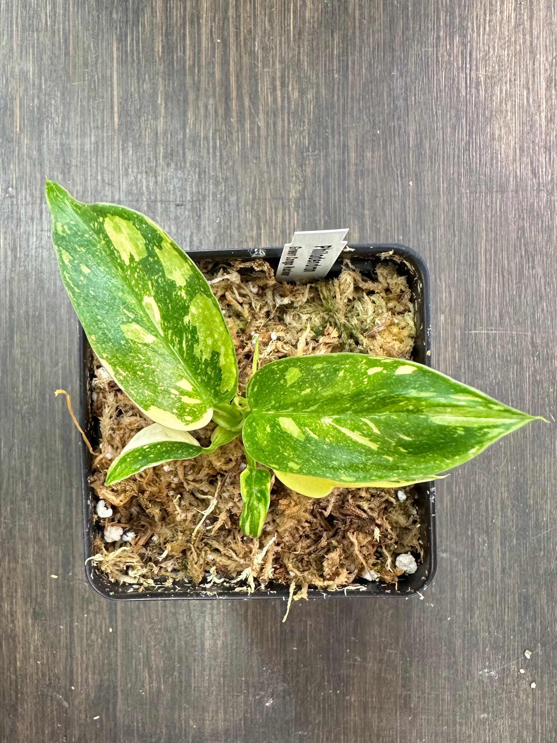 philodendron green congo verigated Philodendron 'Green Congo Nuclear Variegated' – NurseryRx
