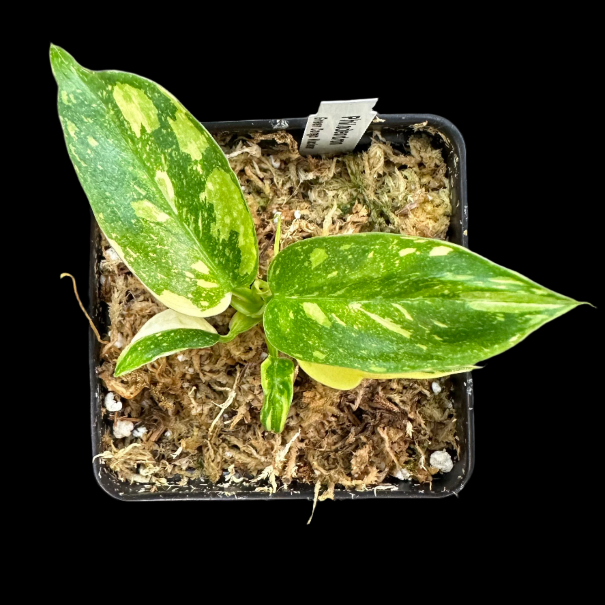philodendron green congo marble variegated Philodendron Green Congo Variegated (Hybrid)
