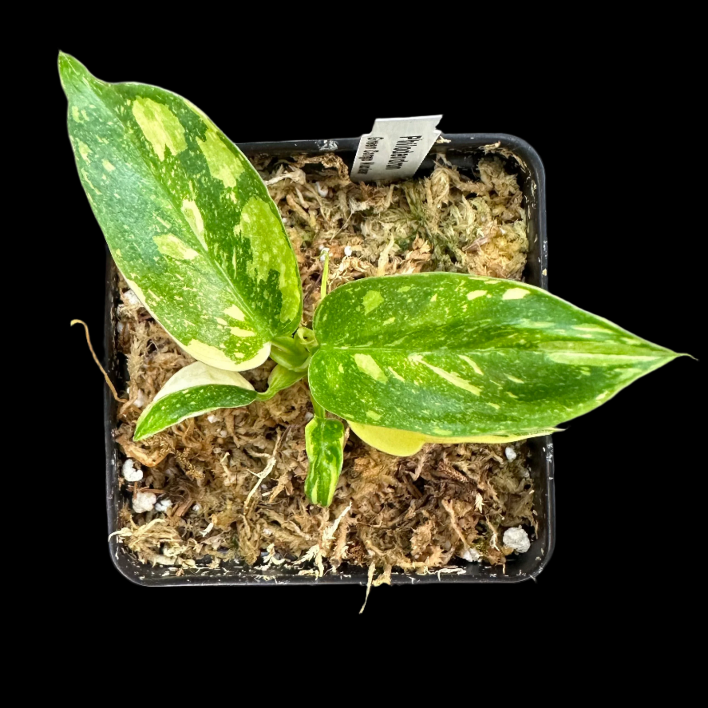 Philodendron 'Green Congo Nuclear Variegated'