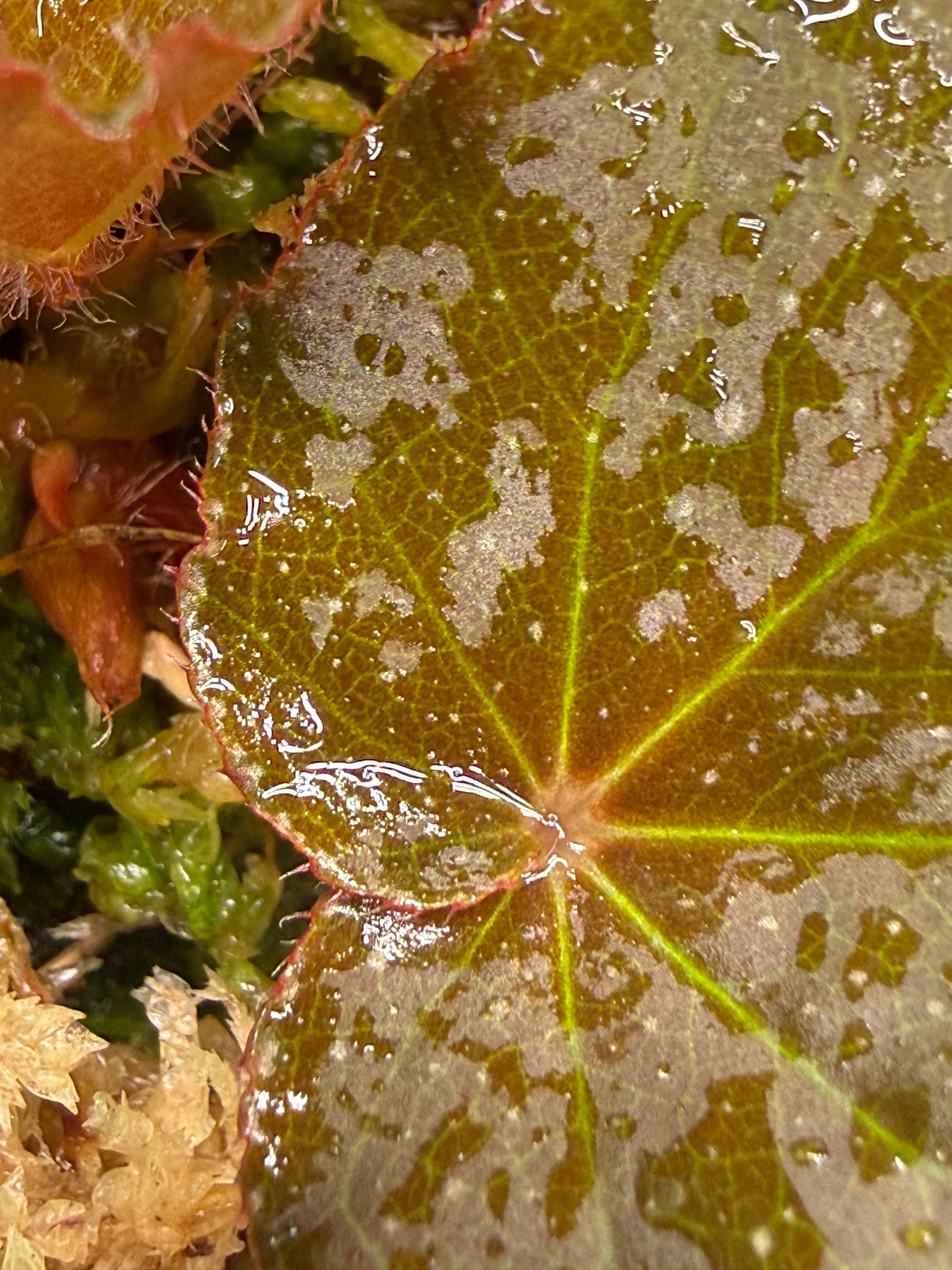 Begonia caramoanensis