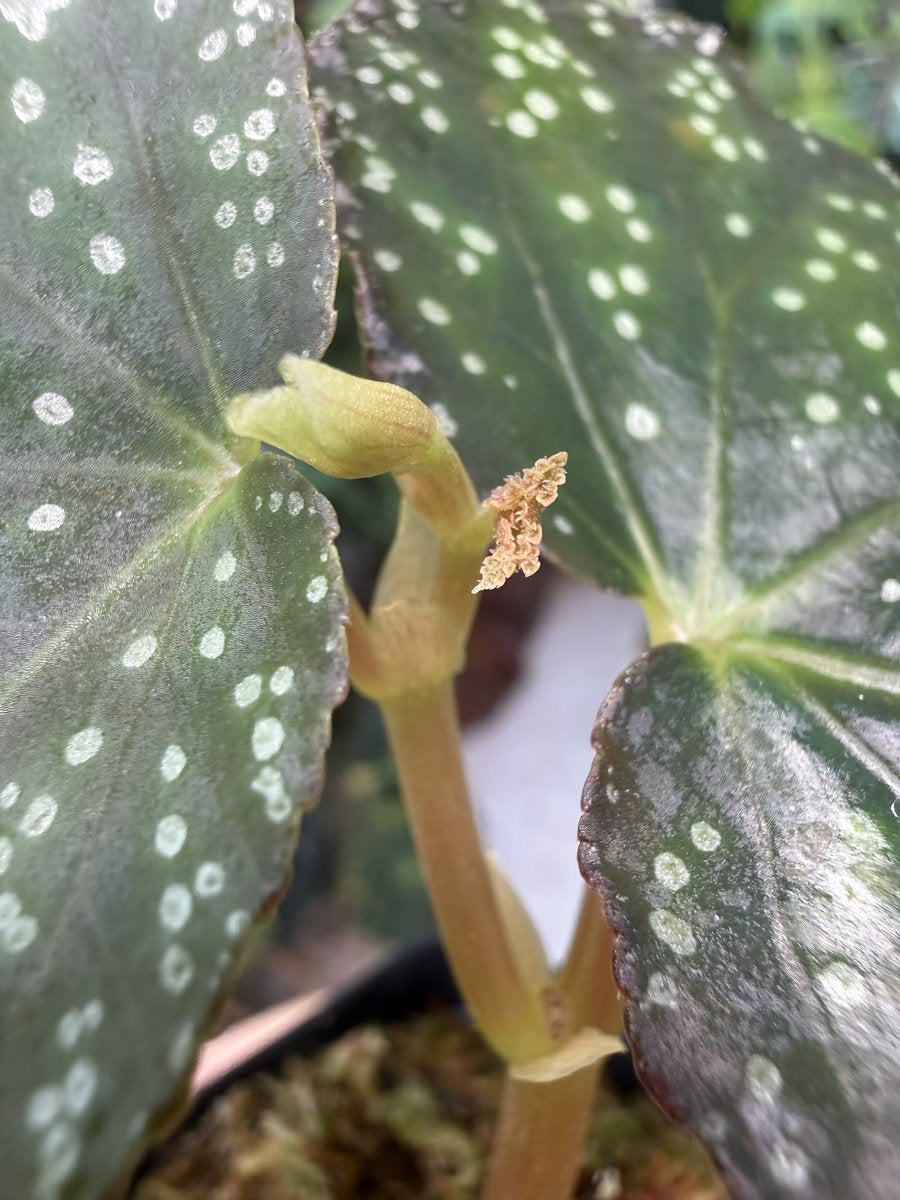 Begonia Moona