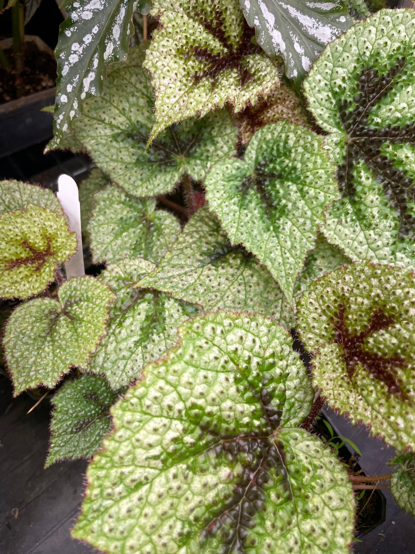 Begonia Masoniana Tricolor