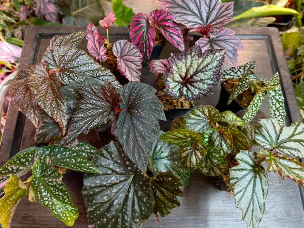 Begonia Bundle
