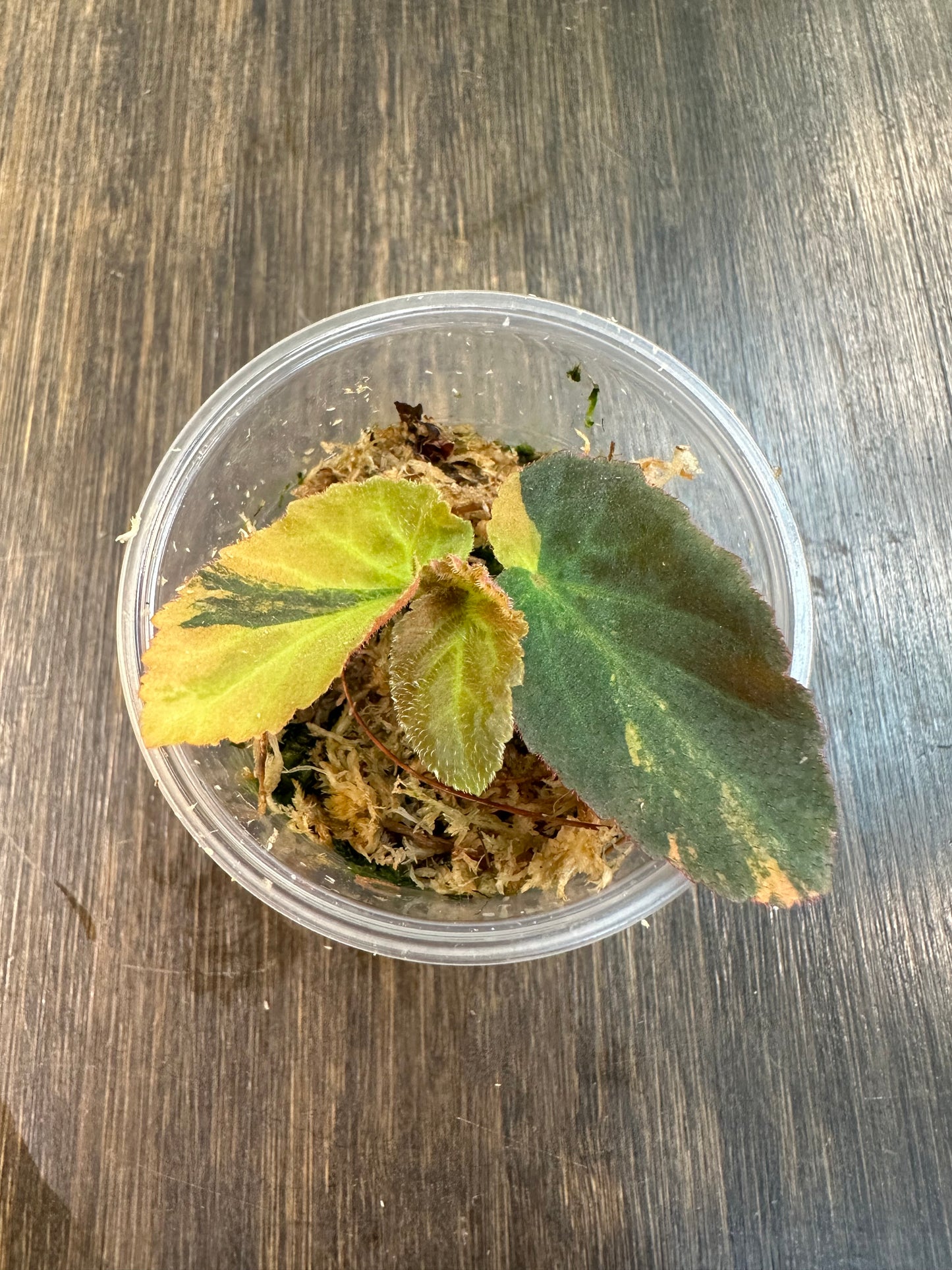 Variegated Begonia Withlacoochee