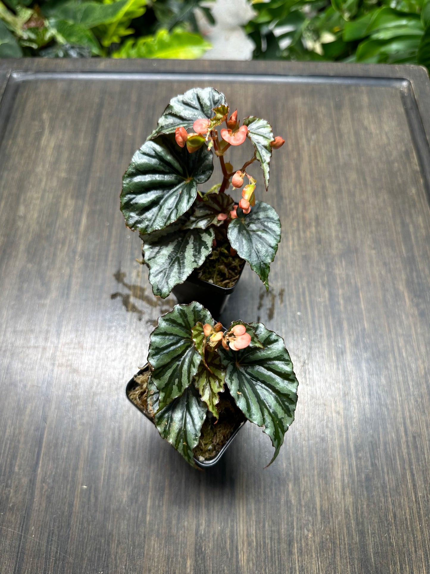 Begonia Irian Jaya