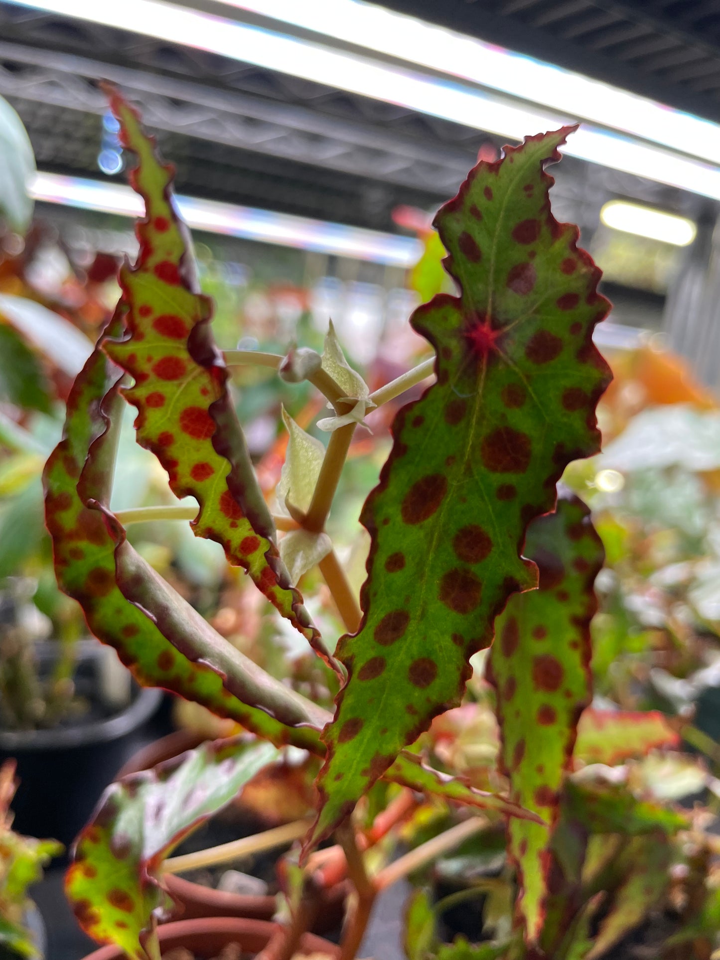 Begonia Amphioxis