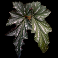Begonia Lady Vanderwilt