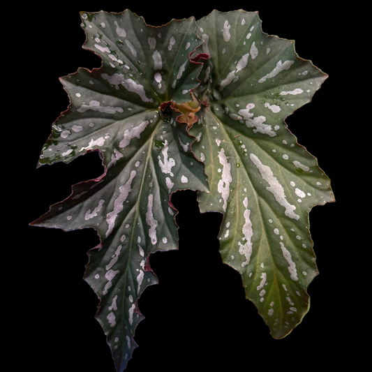 Begonia Lady Vanderwilt