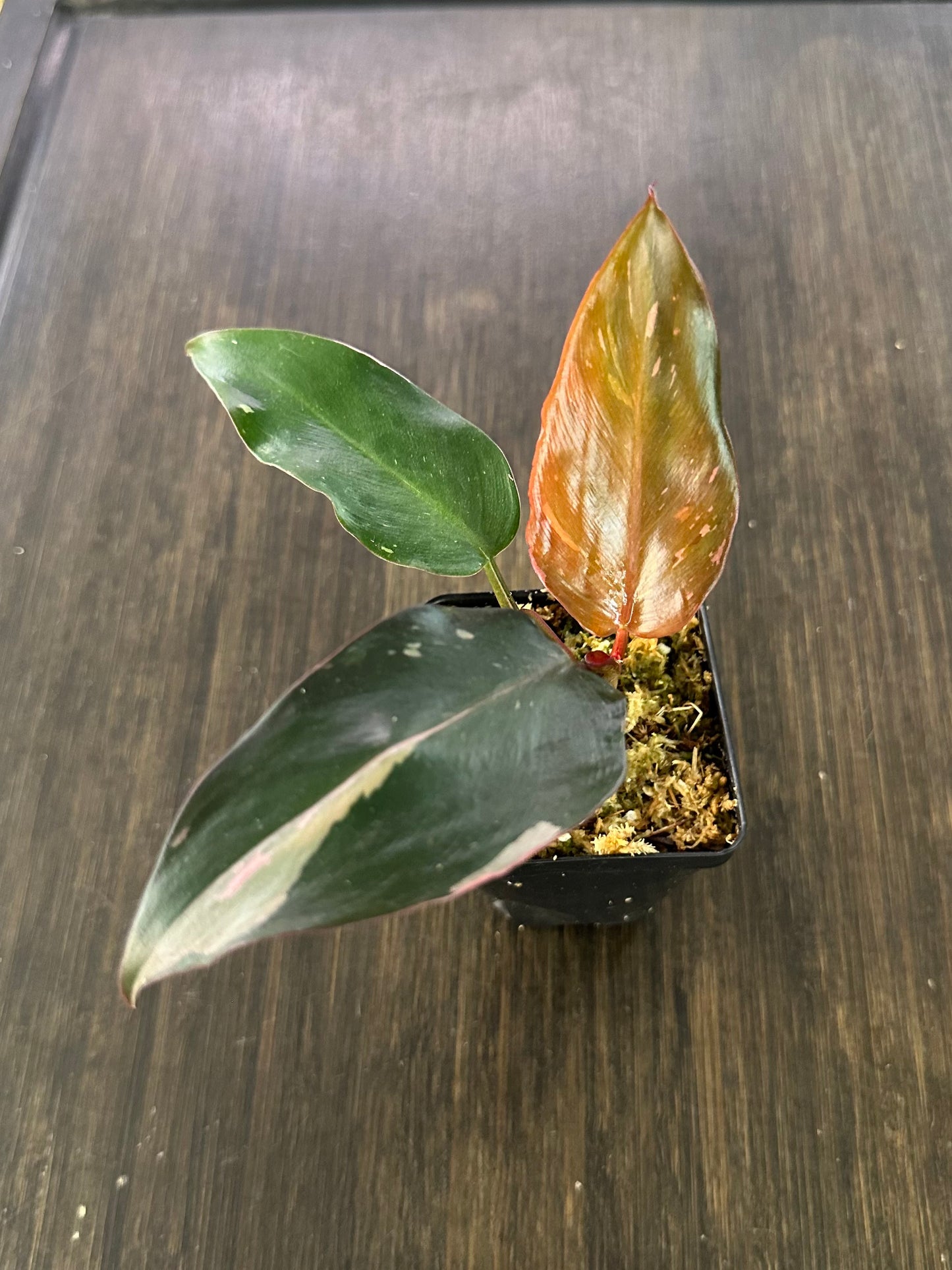 PURGE Philodendron Pink Princess Marble