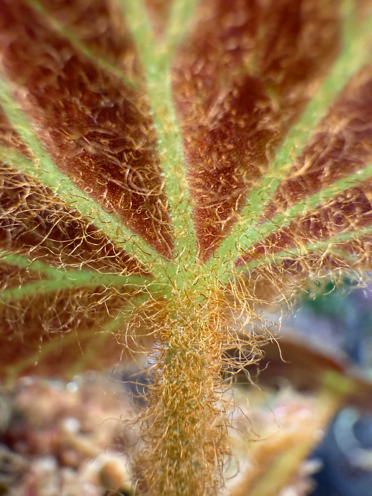 Begonia klemmei