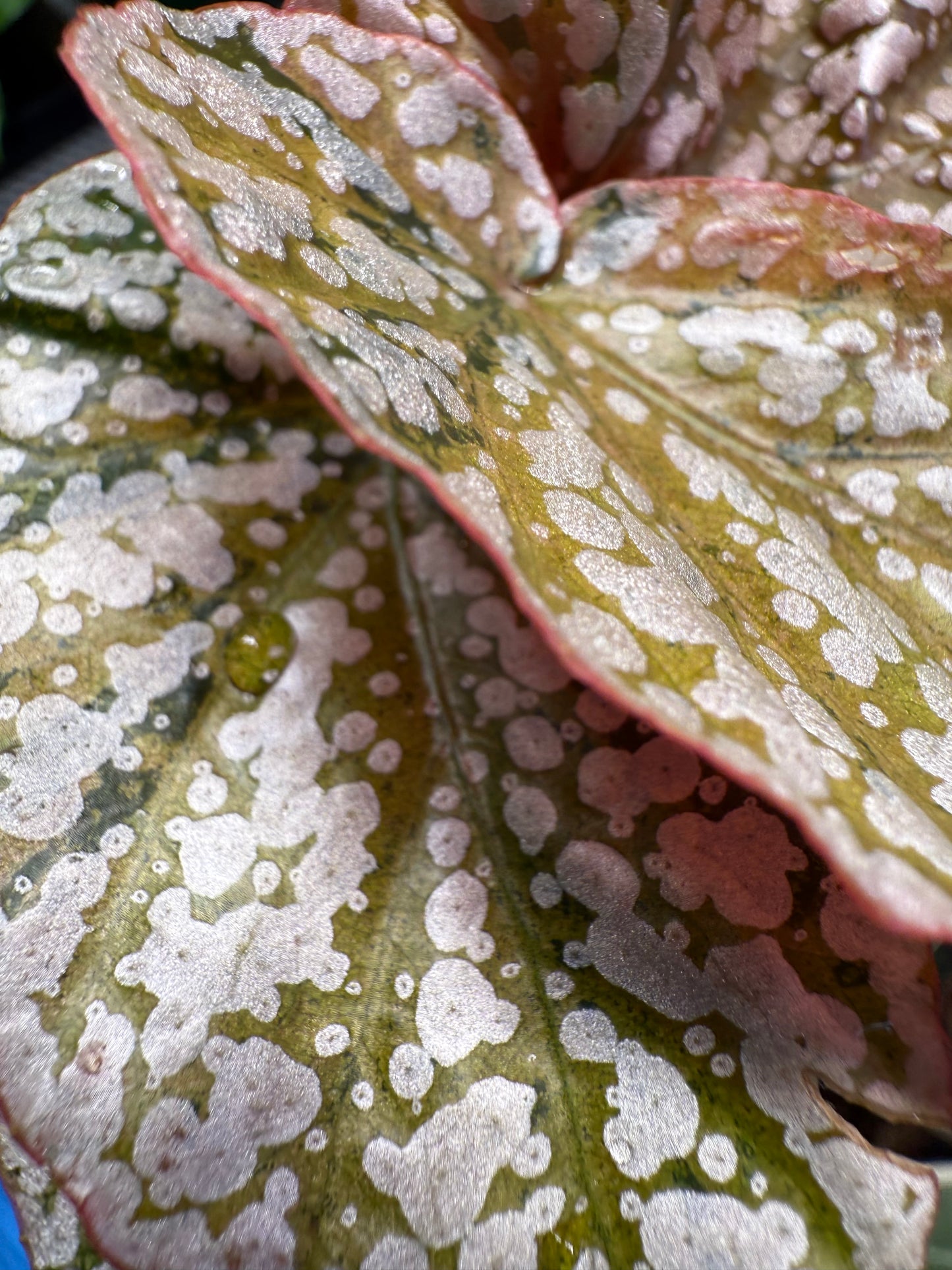 Begonia Variegated Snow Capped