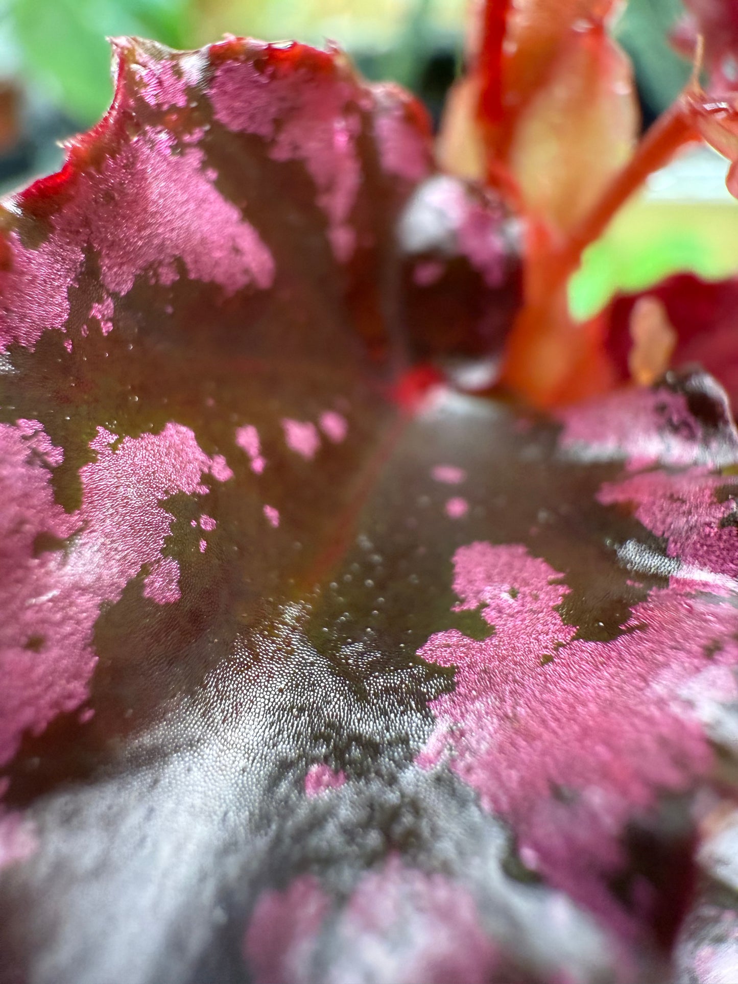 Begonia amphioxus x ignita