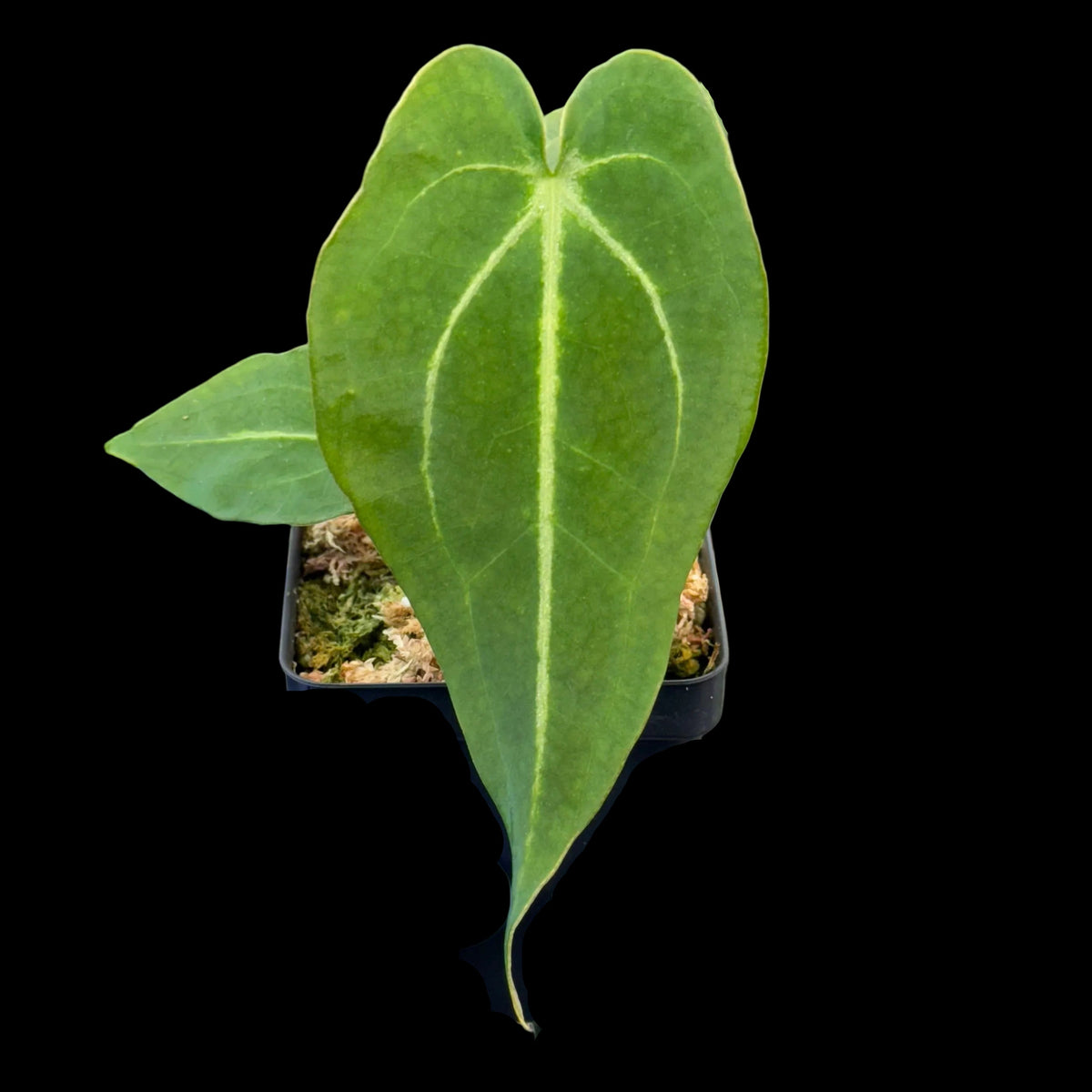 Anthurium Mag’s Spaghetii (magnificum x forgetii)