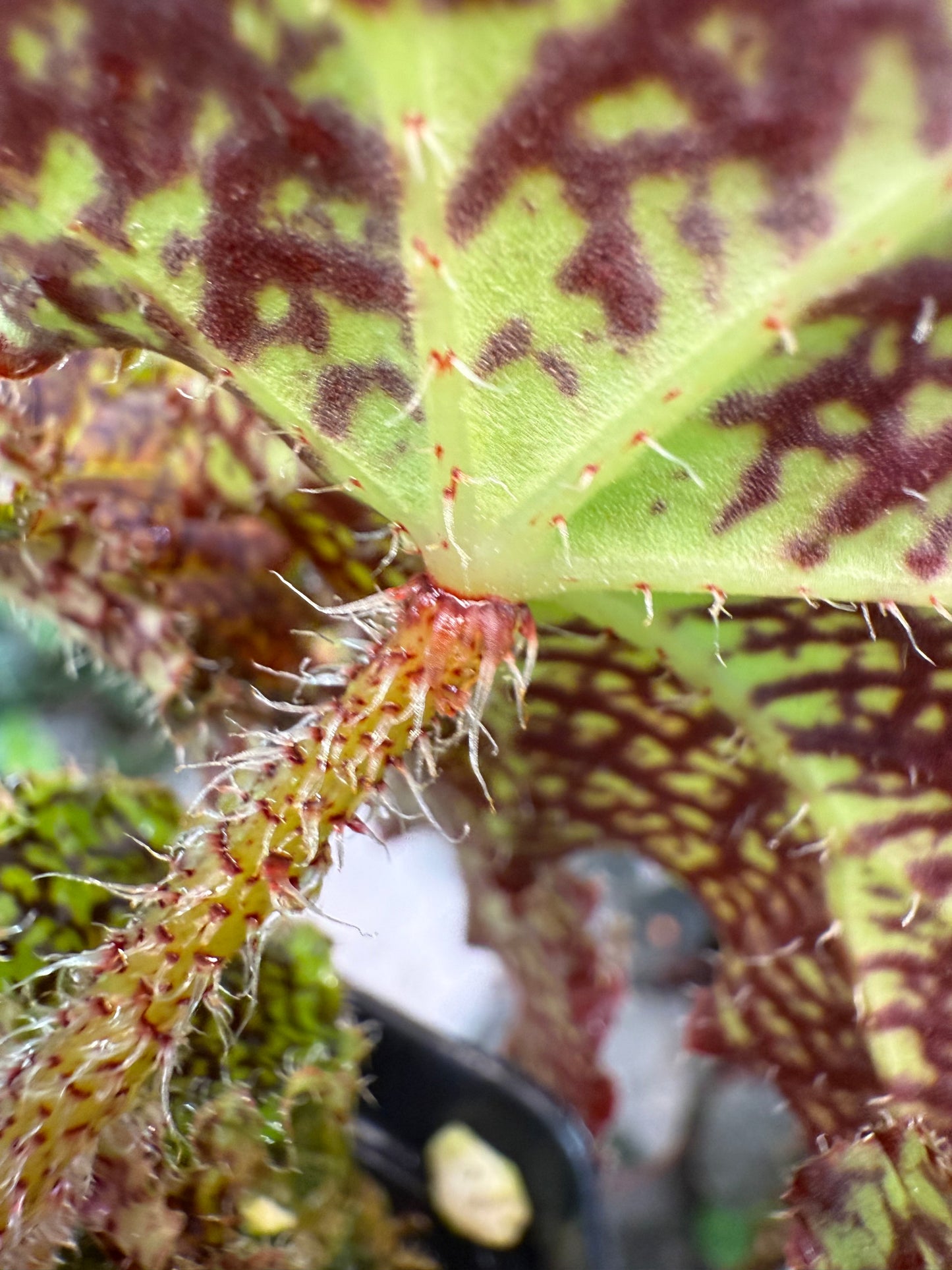 Begonia Deco Checks