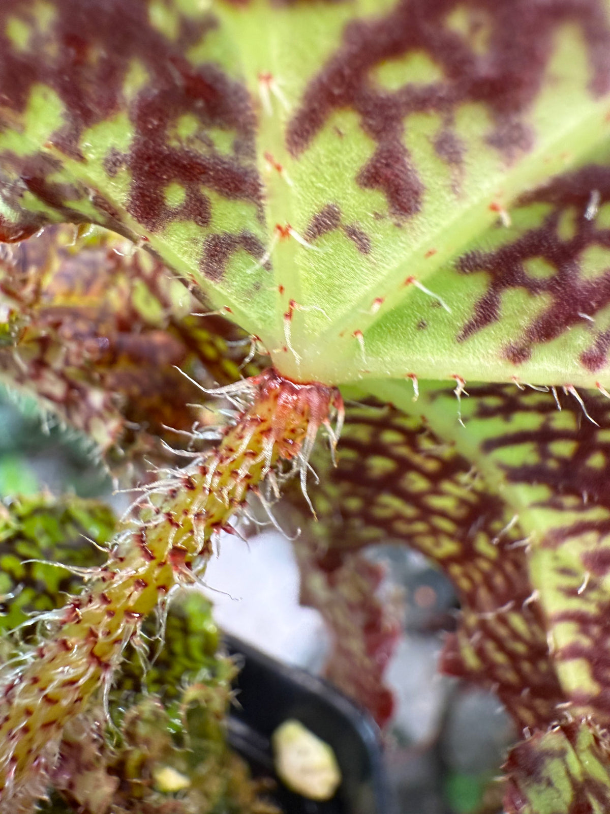 Begonia Deco Checks